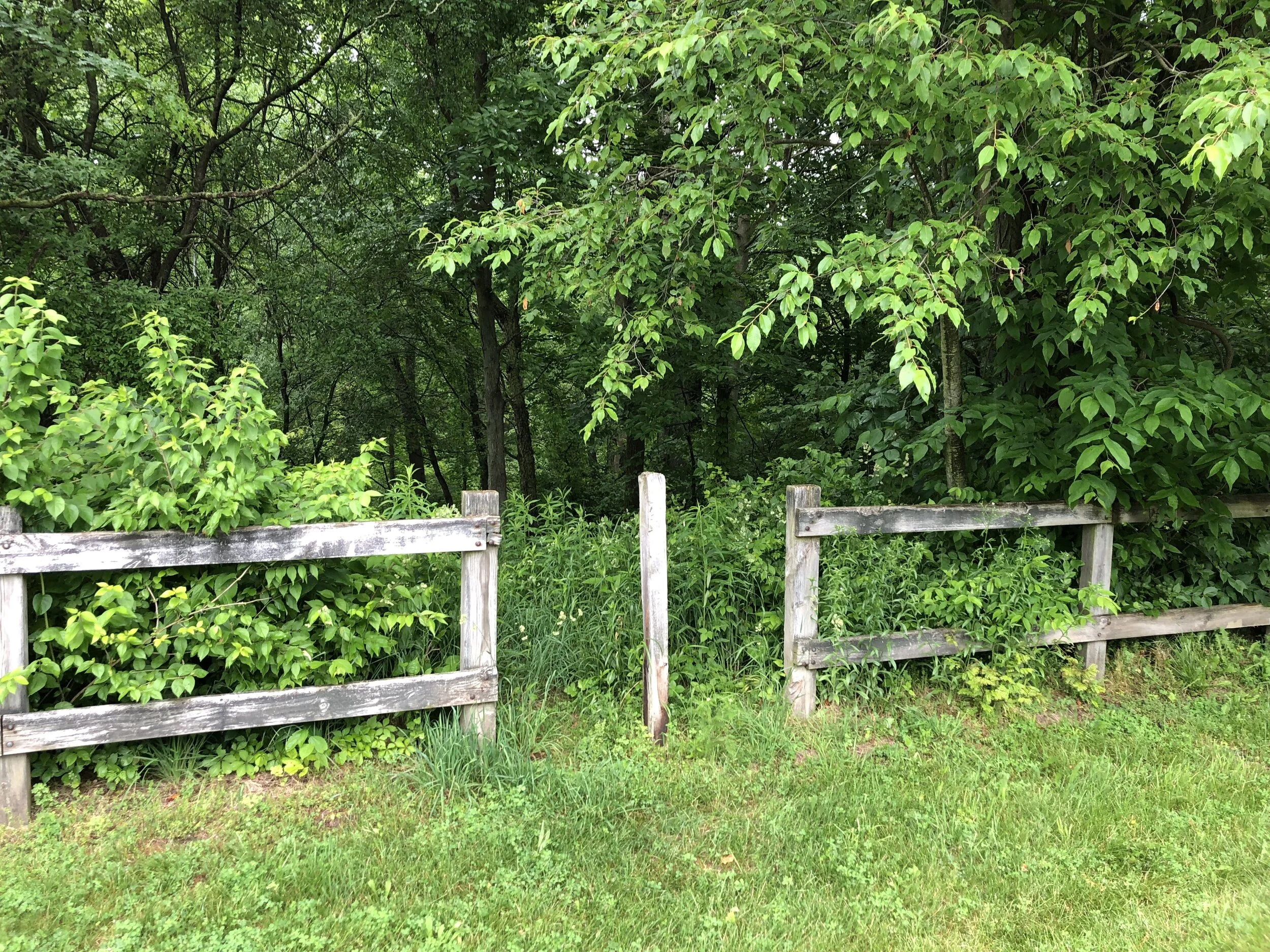 Growing and Going Green