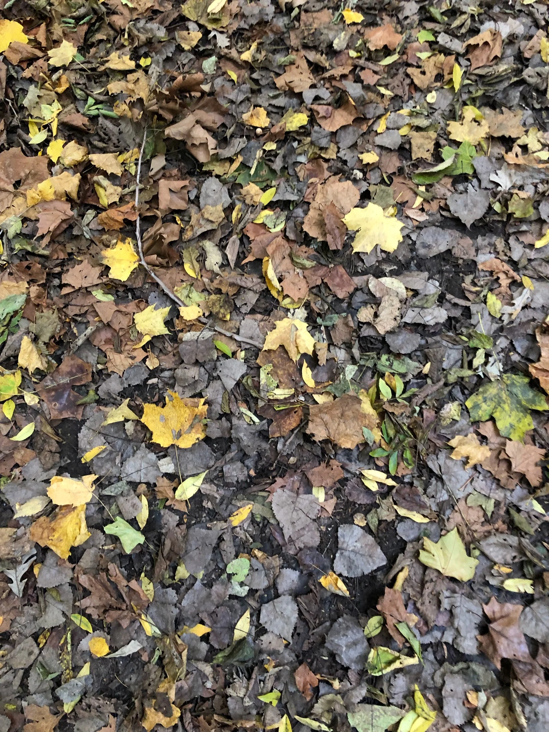 Halloween Burial, and Recipe for Cider Bourbon warmer