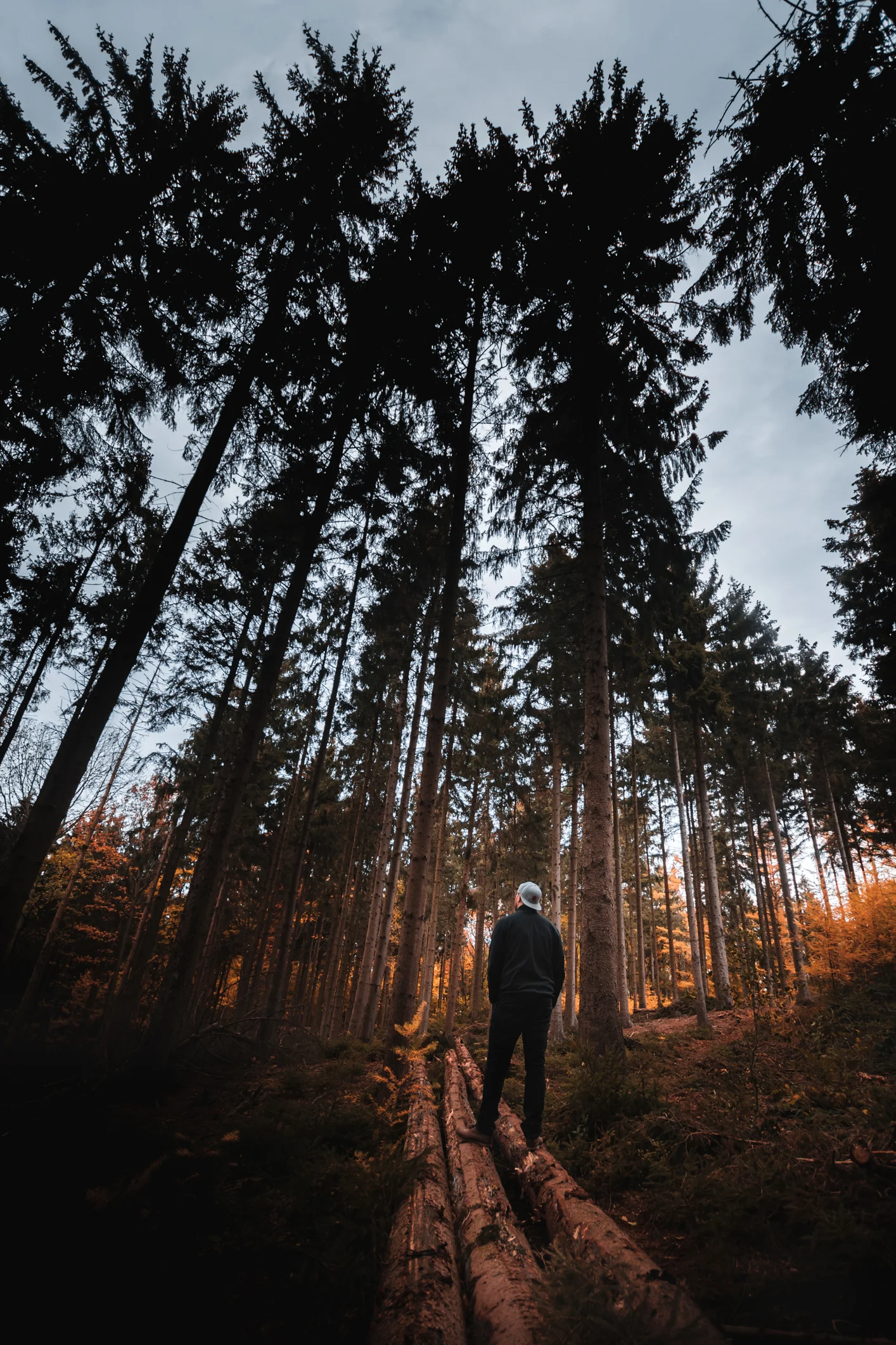 Observing and enjoying the beautiful forest.