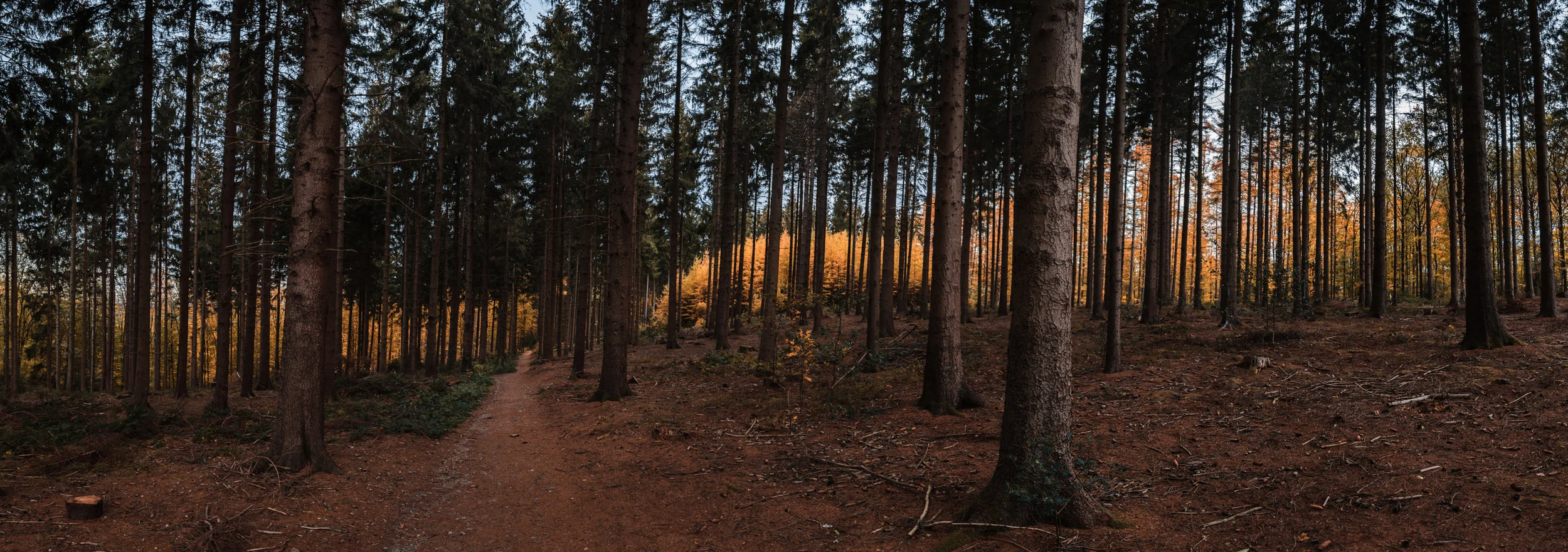 Panorama shot of the forest, epic colors peeping through in the back.