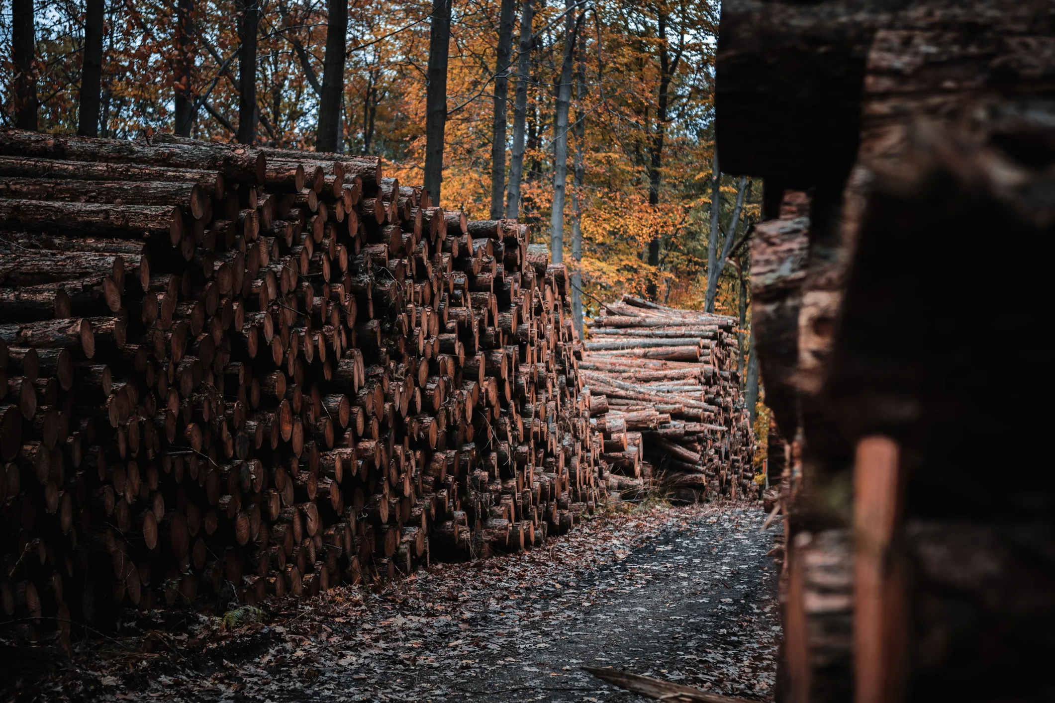 Piles of freshly cut wood.