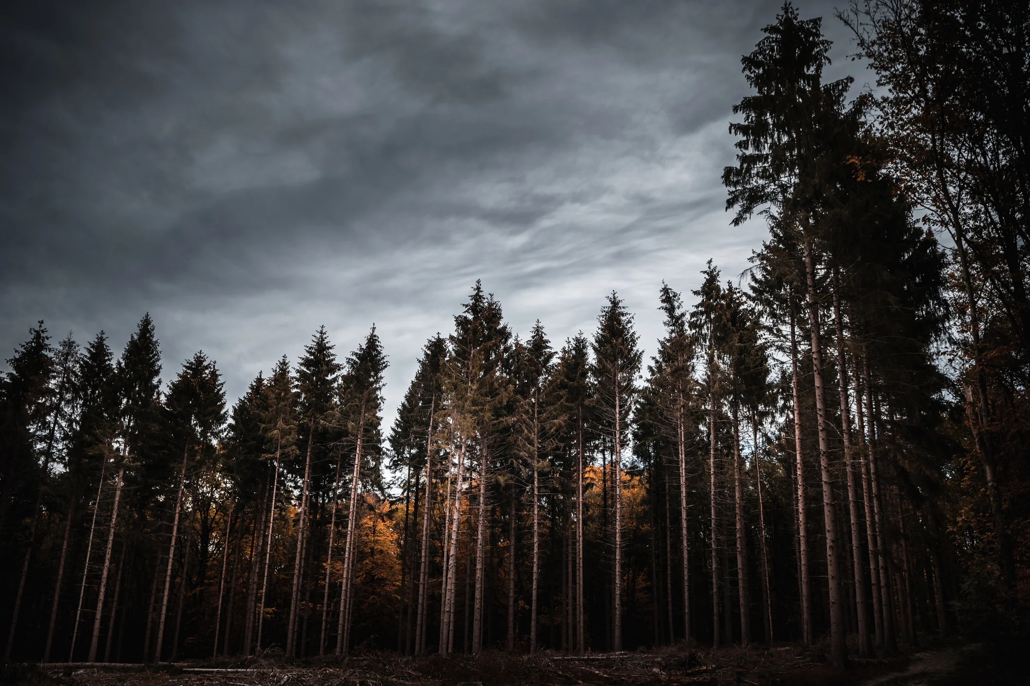 The deep, dark forest.