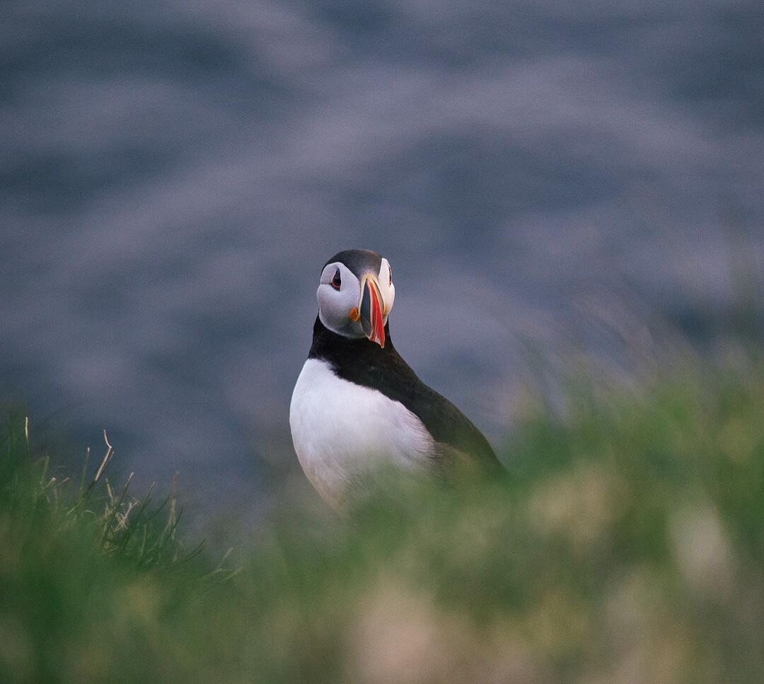 @juliestamenic Just enjoying each other&rsquo;s company 🐧 it was so interesting to observe the puffin colony, to try to understand their behaviors and to witness how quickly they got used to my presence 🥰
⁣
⁣
#islande #discovericeland #wheninicelan