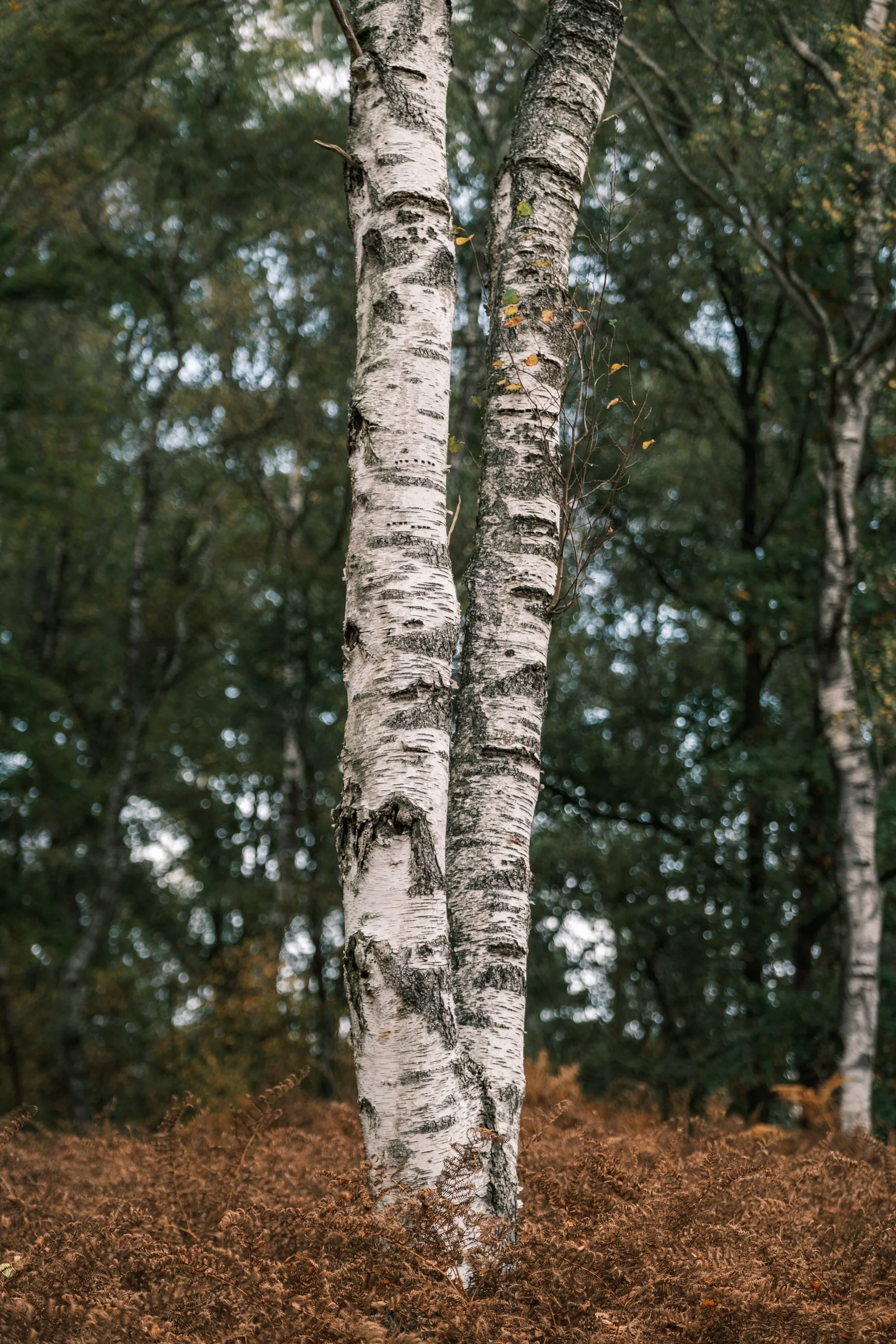 De Peel 21-10-2022-8.jpg