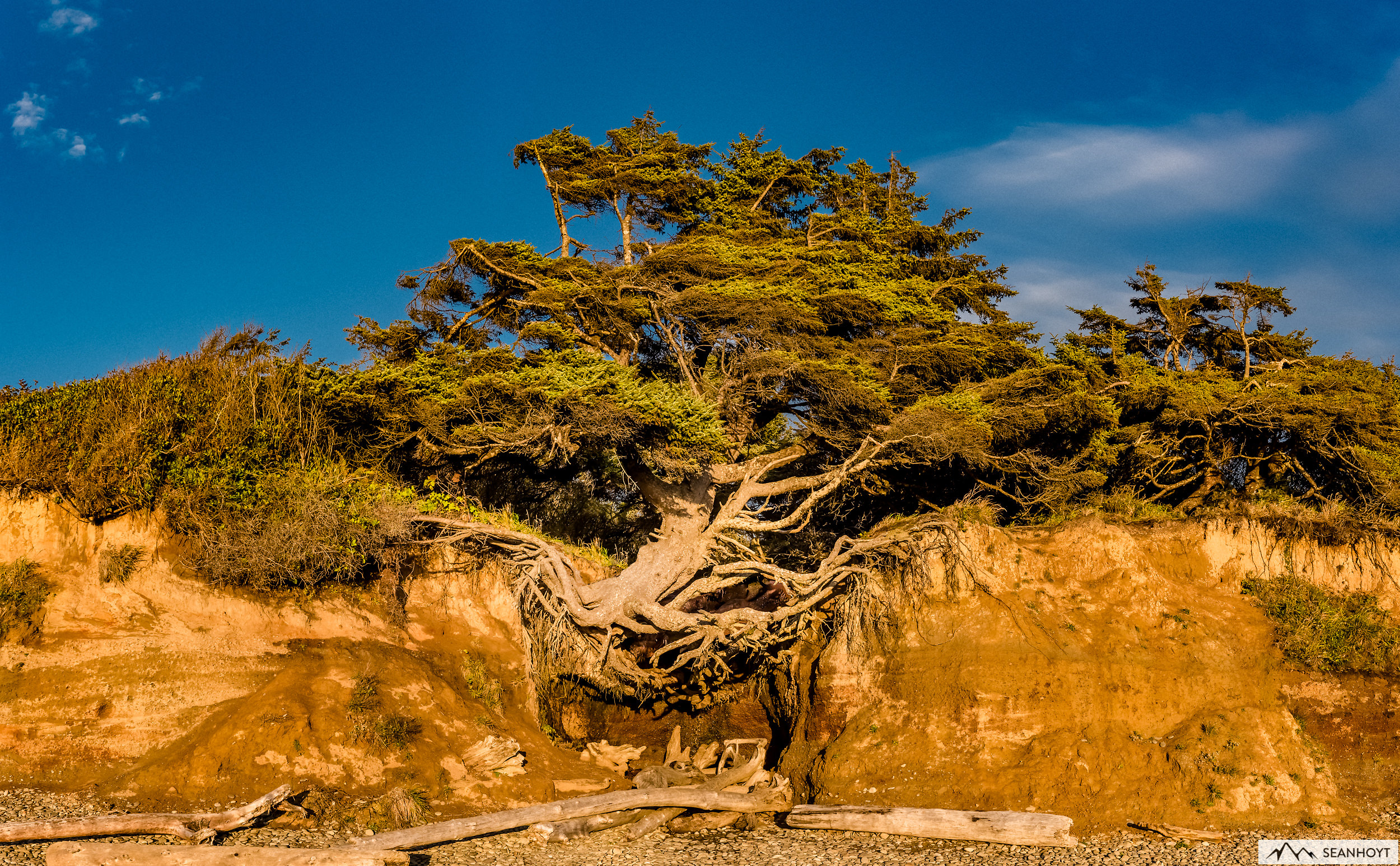 sean-hoyt--Tenatious-Tree-at-Kalaloch-Beach-JB-day1-005-Edit-2.jpg