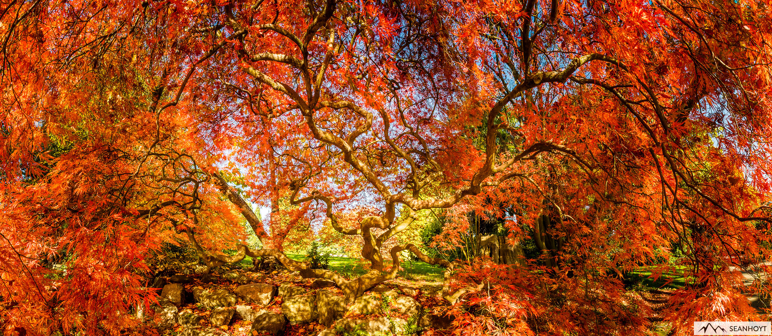 sean-hoyt--Japanese-Maple-in-Full-Fall-Color-untitled-D4A_3156-Pano.jpg