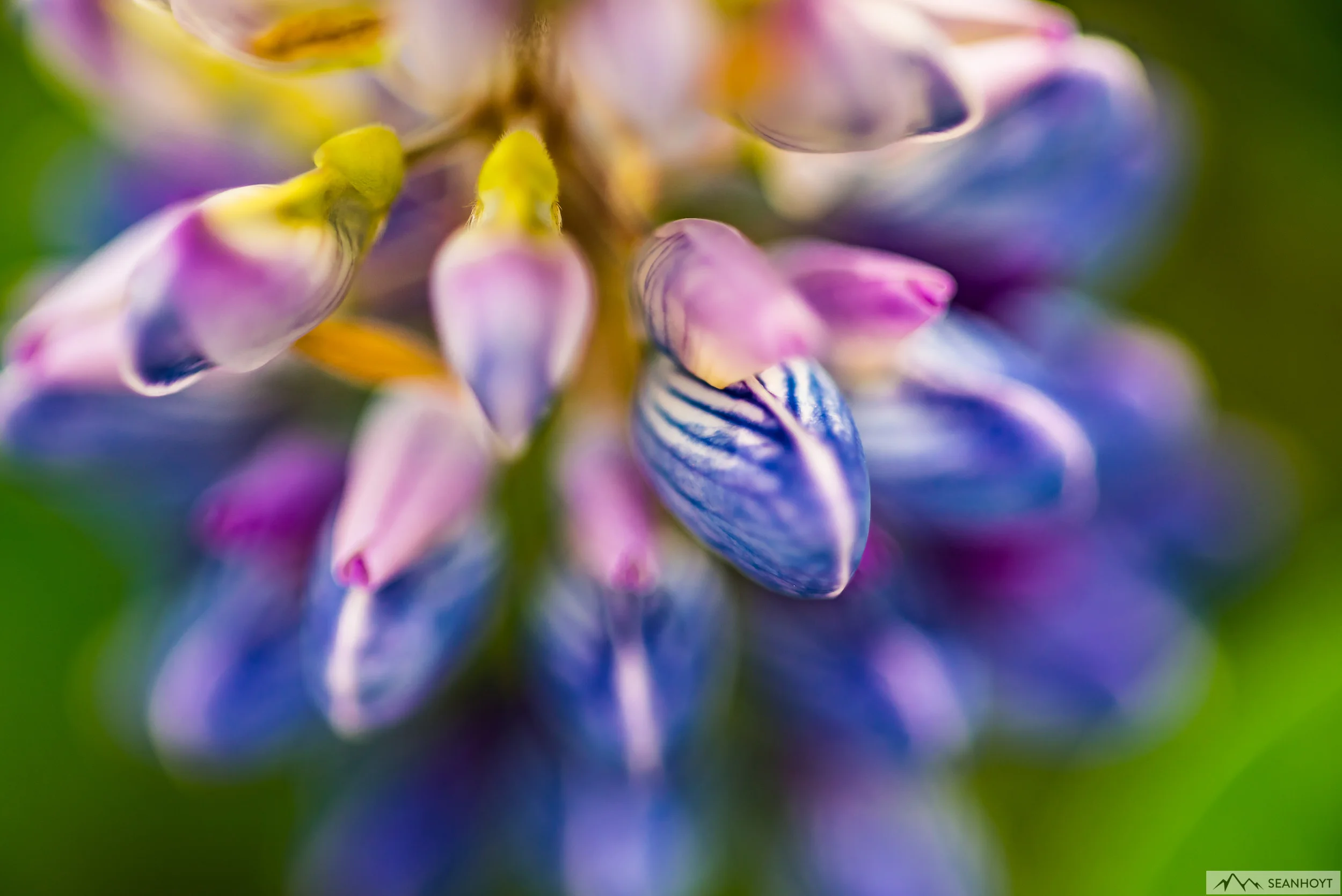 sean-hoyt-Dreamy-Lupine-D71_2018.jpg