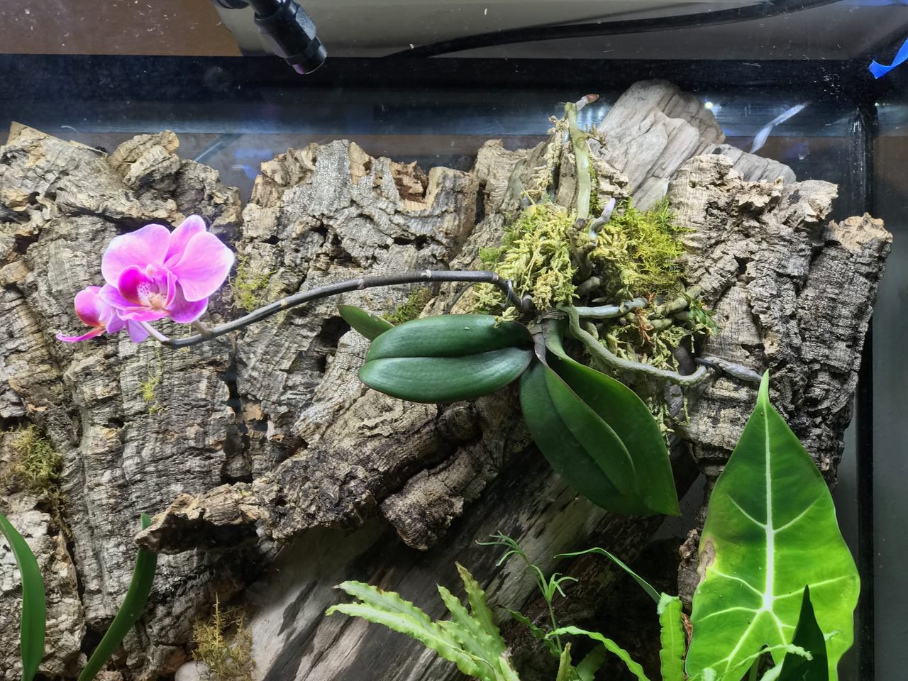 Love seeing natural Phalaenopsis growth - leaves fanning outward and downward while the roots anchor the plant.