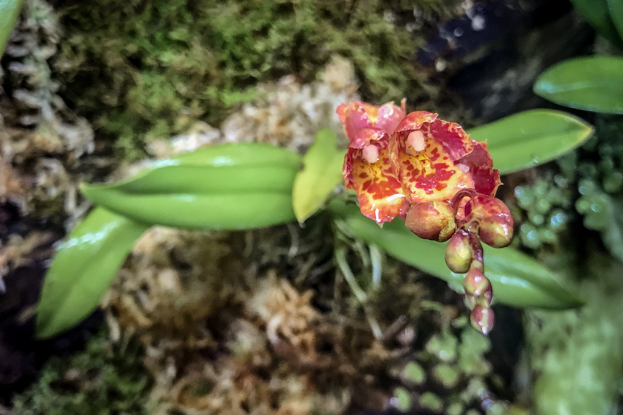 The Howeara lava burst “pacific sunrise” opening up!