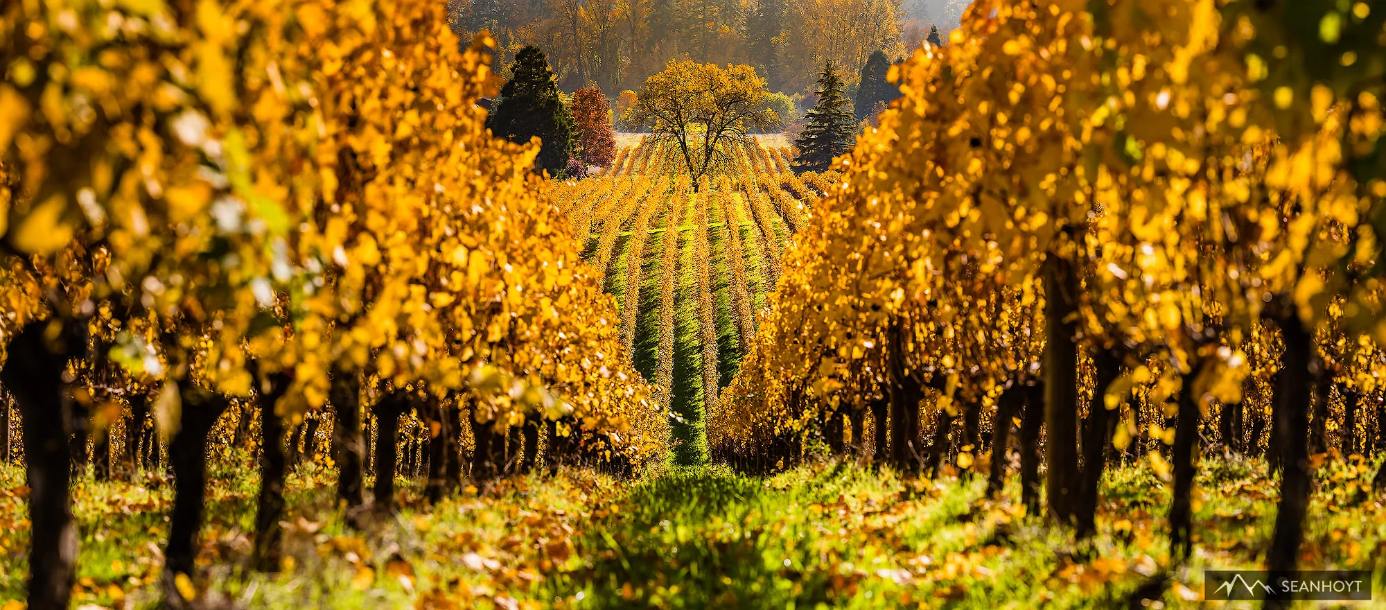 D71_3546-Oregon-Vineyard-in-Autumn--sean-hoyt.jpg