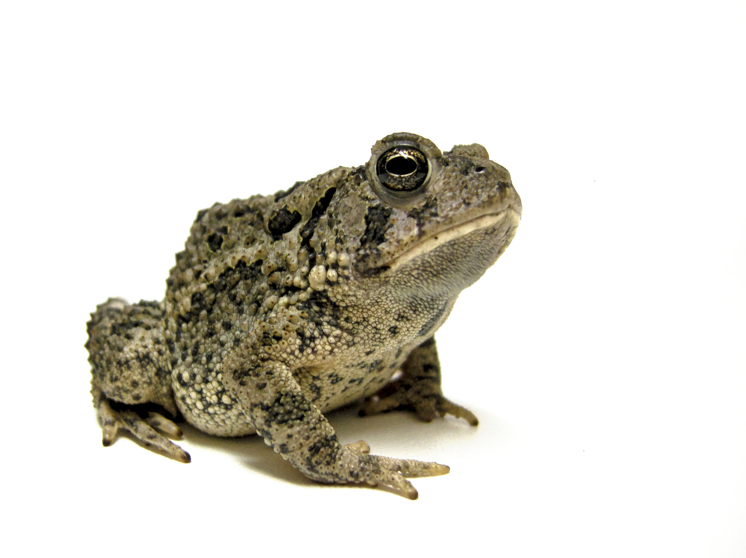 [This isn’t actually a Sehuencas water frog, but I couldn’t find a royalty-free one of those. Sorry.]