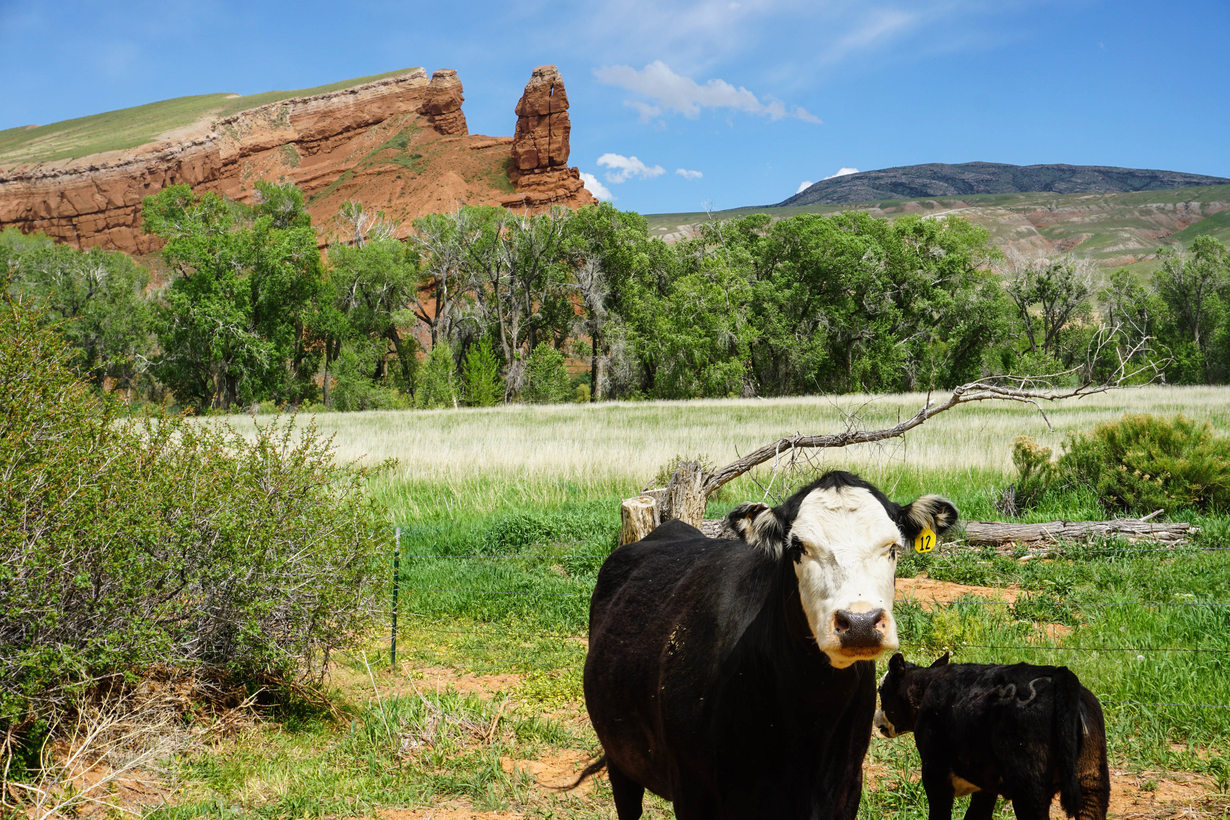 greybull-may-17-18.jpg