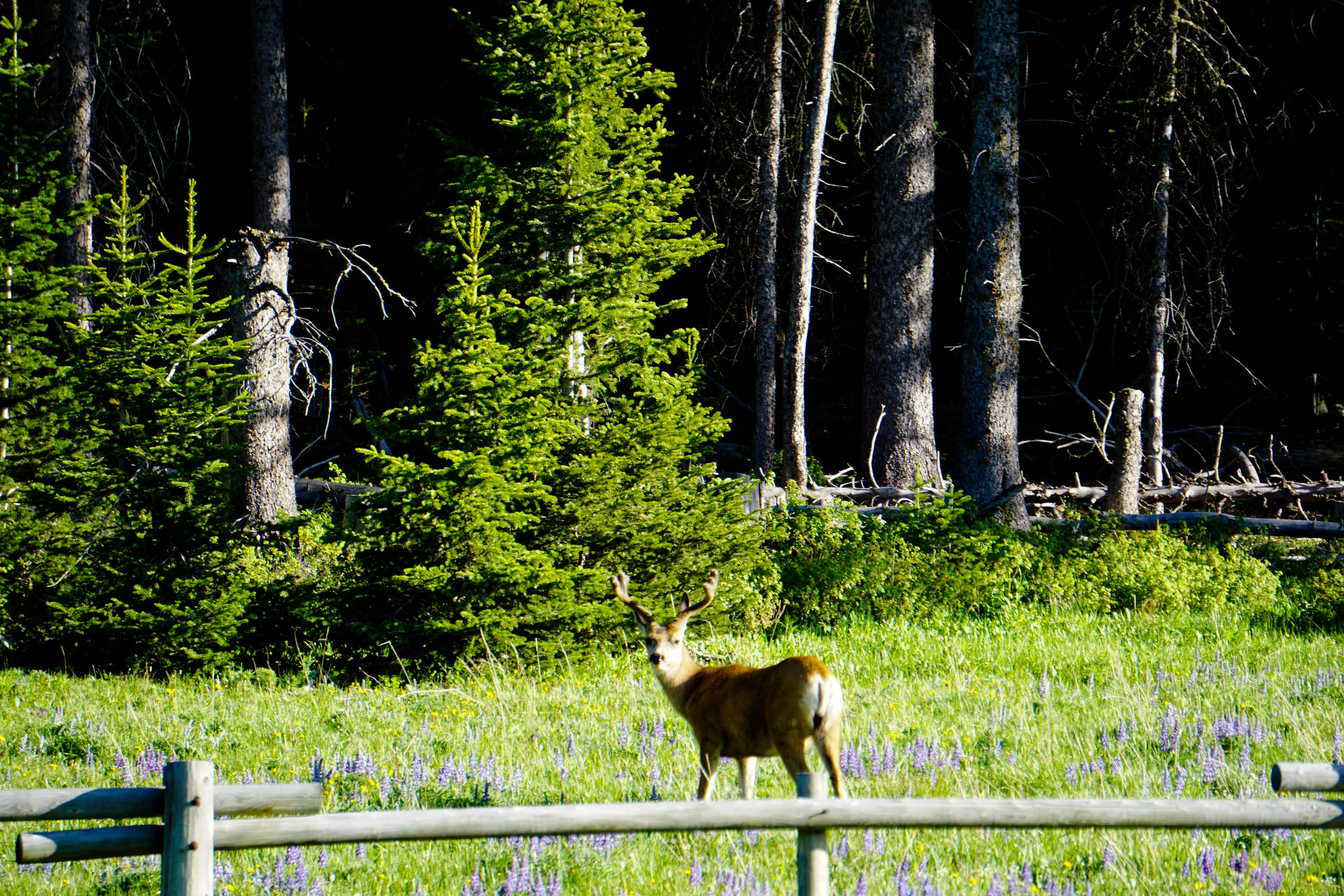 Road-trip-2017-Wyoming-4.jpg