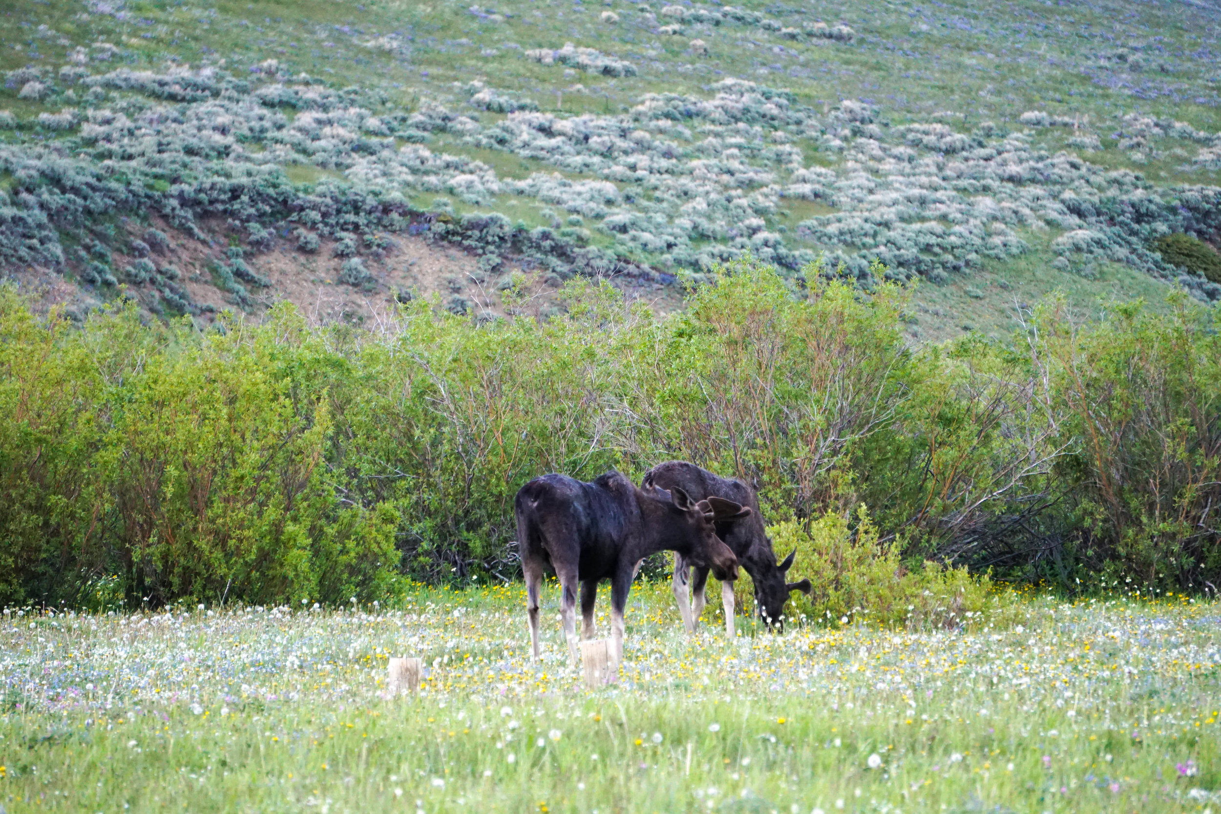 Road-Trip-Wyoming-24.jpg