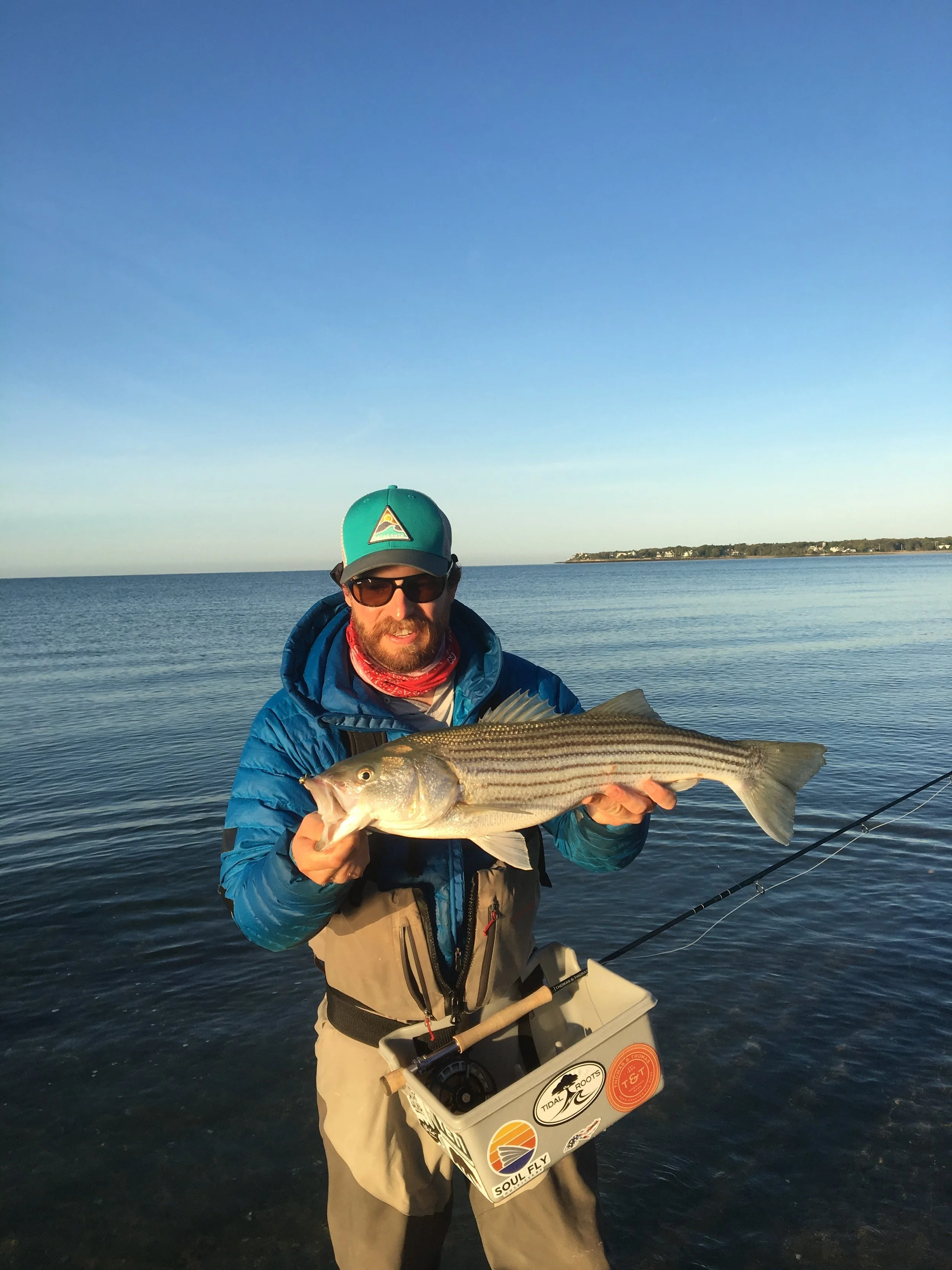 A striped bass sight fished from the beach. 