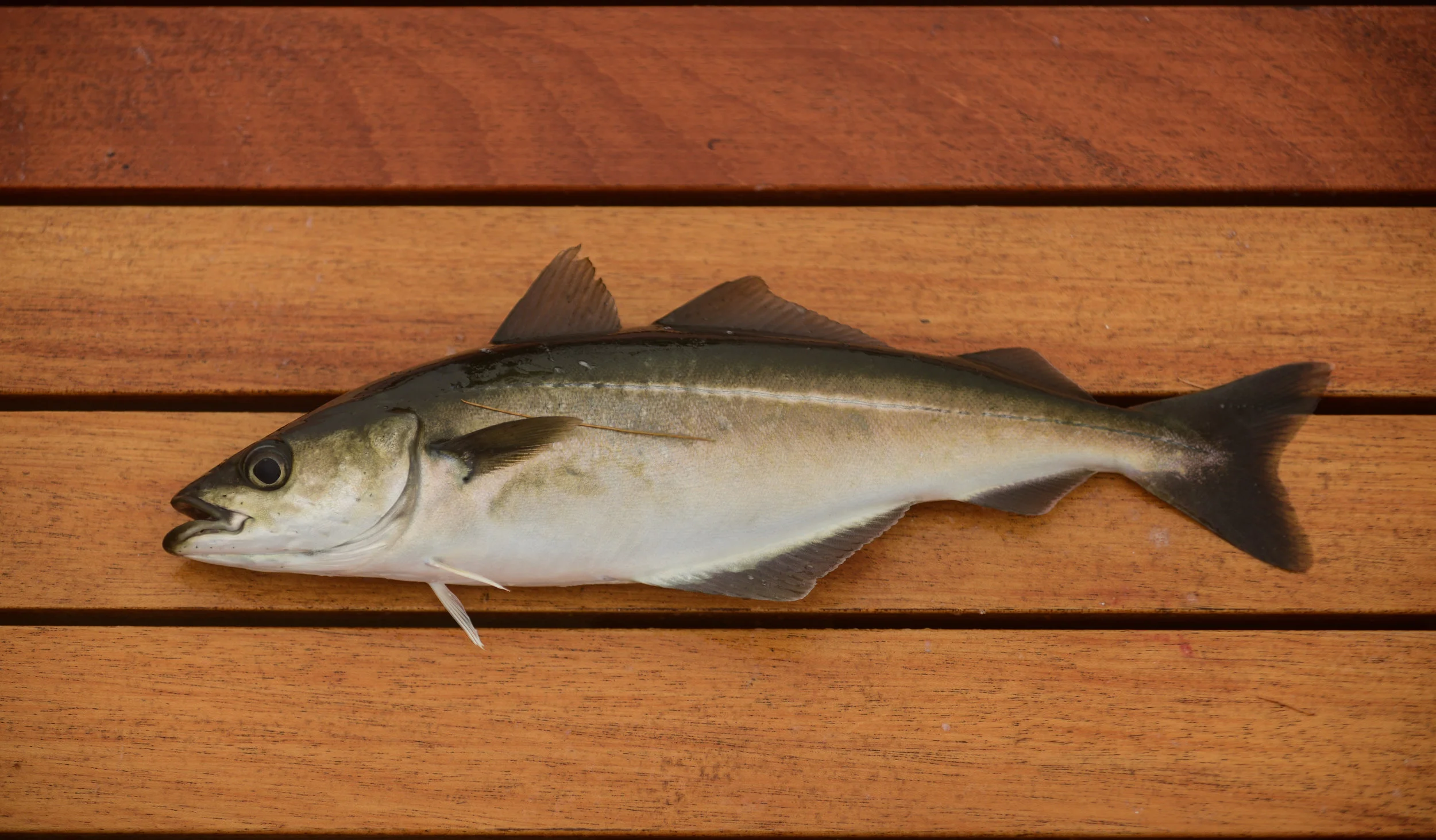 Juvenile pollock are scattered along our coast and make a great meal for a hungry striper. 