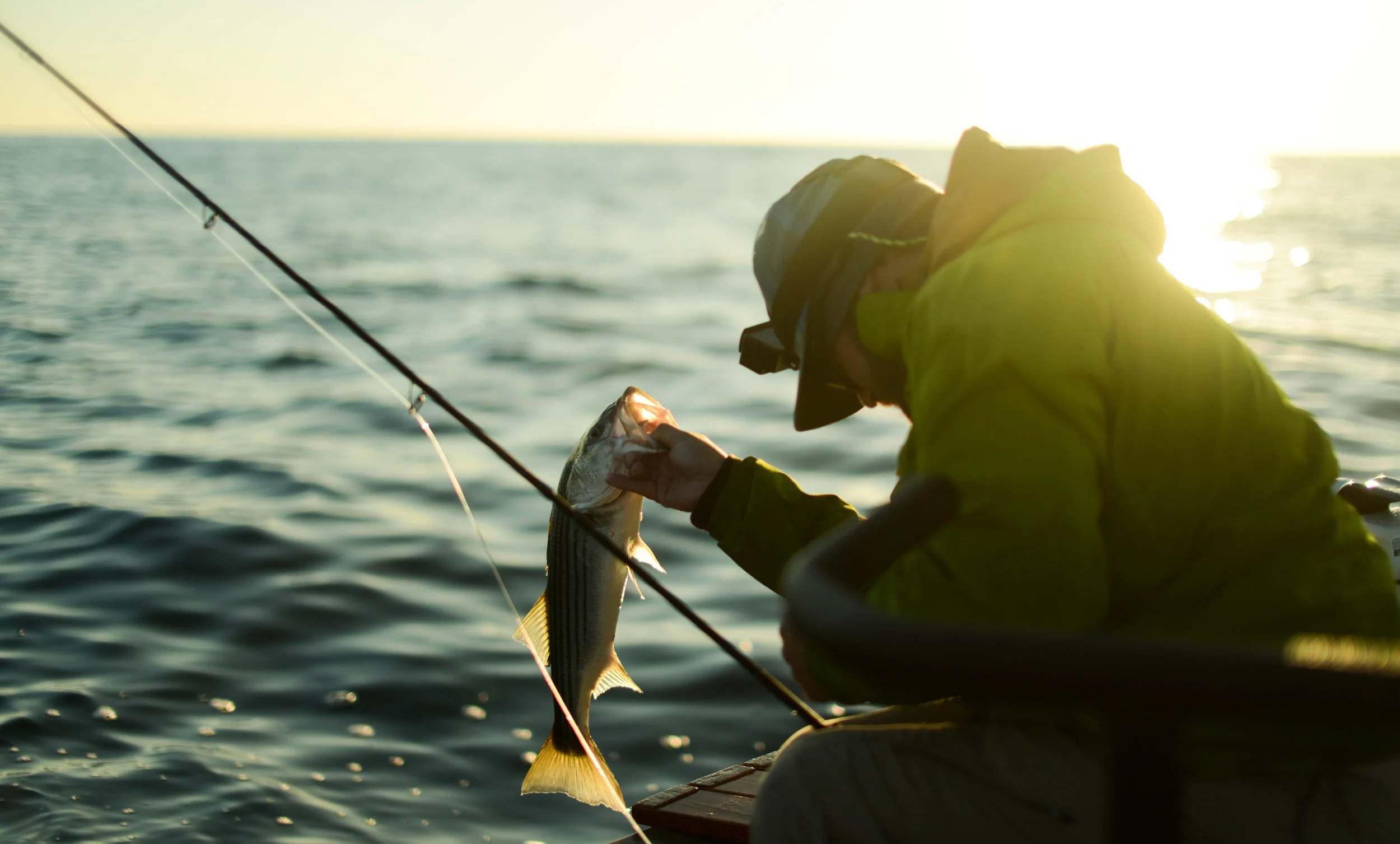 Giving thanks to a schoolie on the oceanfront.&nbsp; Stripers feed on bait that spawns in the spring and summer months throughout our estuaries.&nbsp; Without a healthy estuary we won't see strong bait spawning events,&nbsp;and without bait, striper…