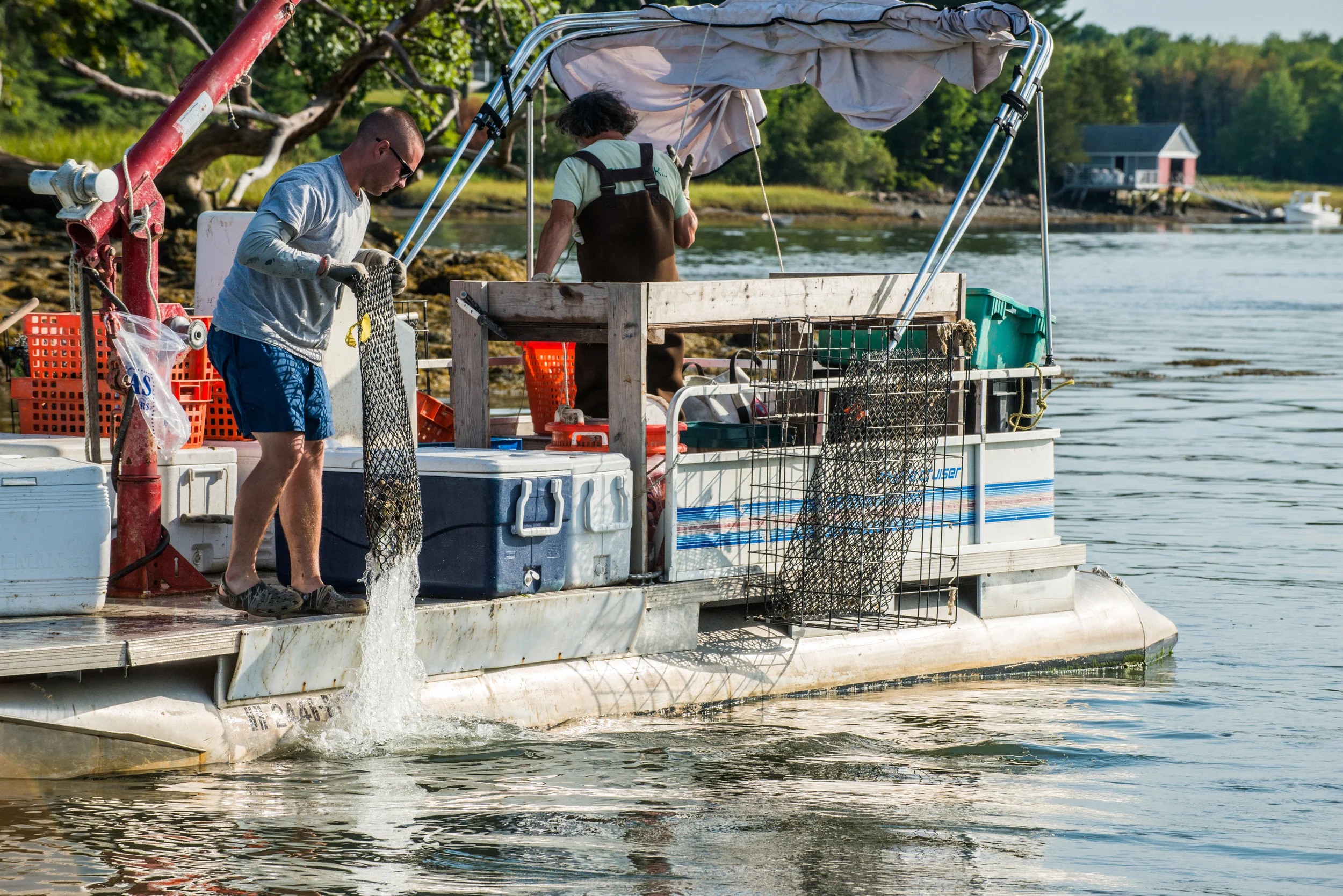There is great momentum behind the oyster restoration efforts in Great Bay. New reefs are being planted throughout the system and there are some indications that our oysters may be developing more resistance to disease... time will tell. Oysters are the filter for our estuaries and are a key water quality indicator. Photo: Joe Klementovich