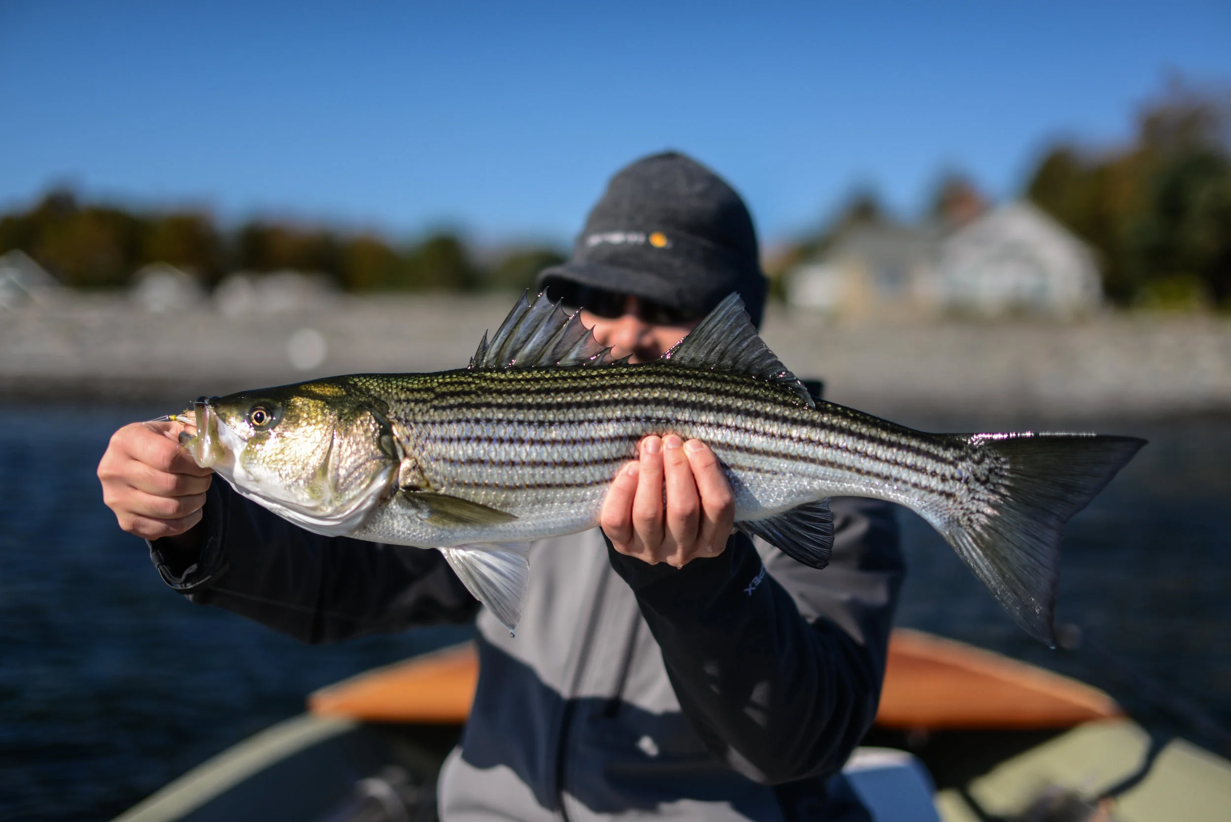 This fish was picked up swinging flies across a coastal rock reef. 