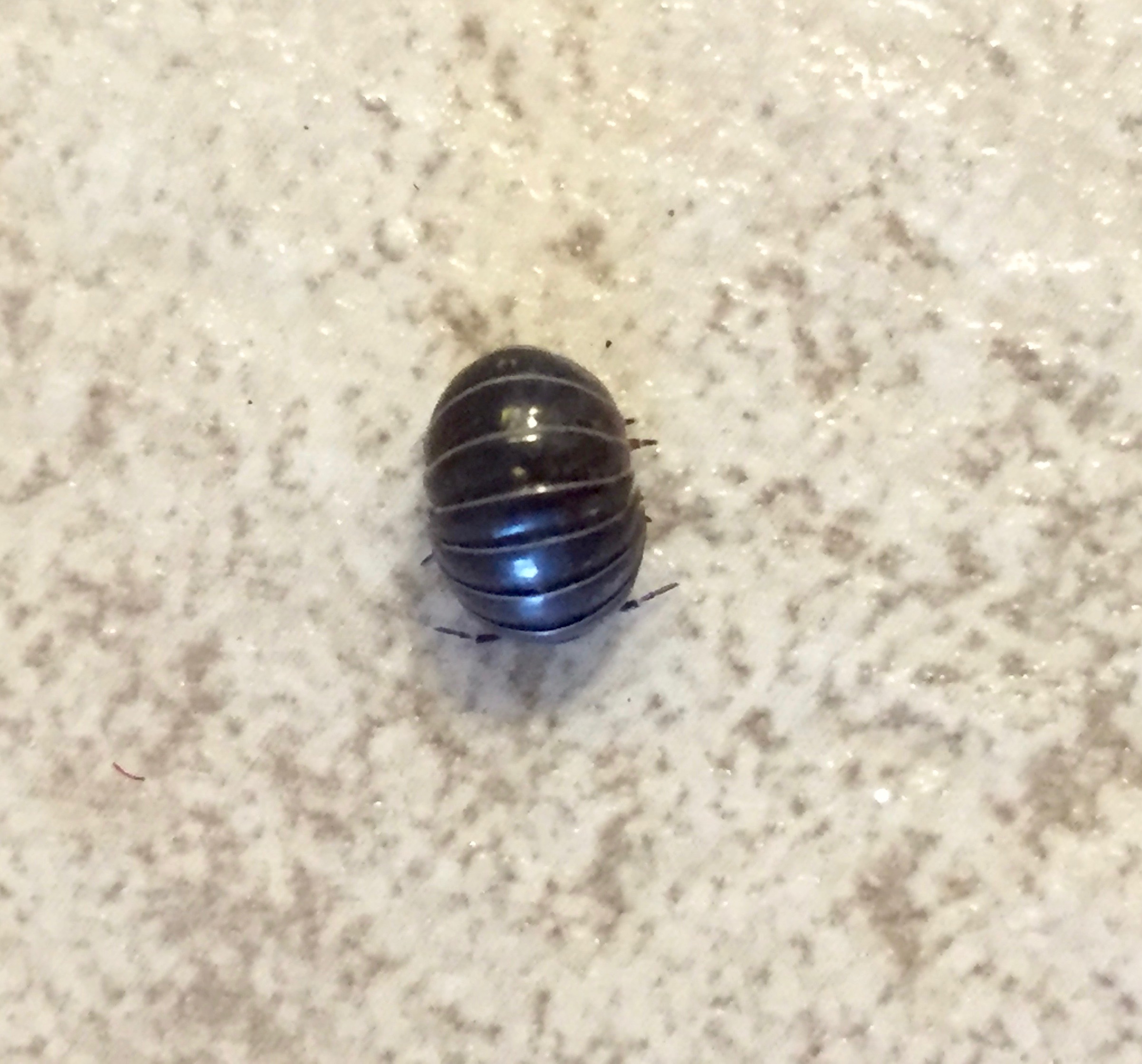 Assuming roly poly position