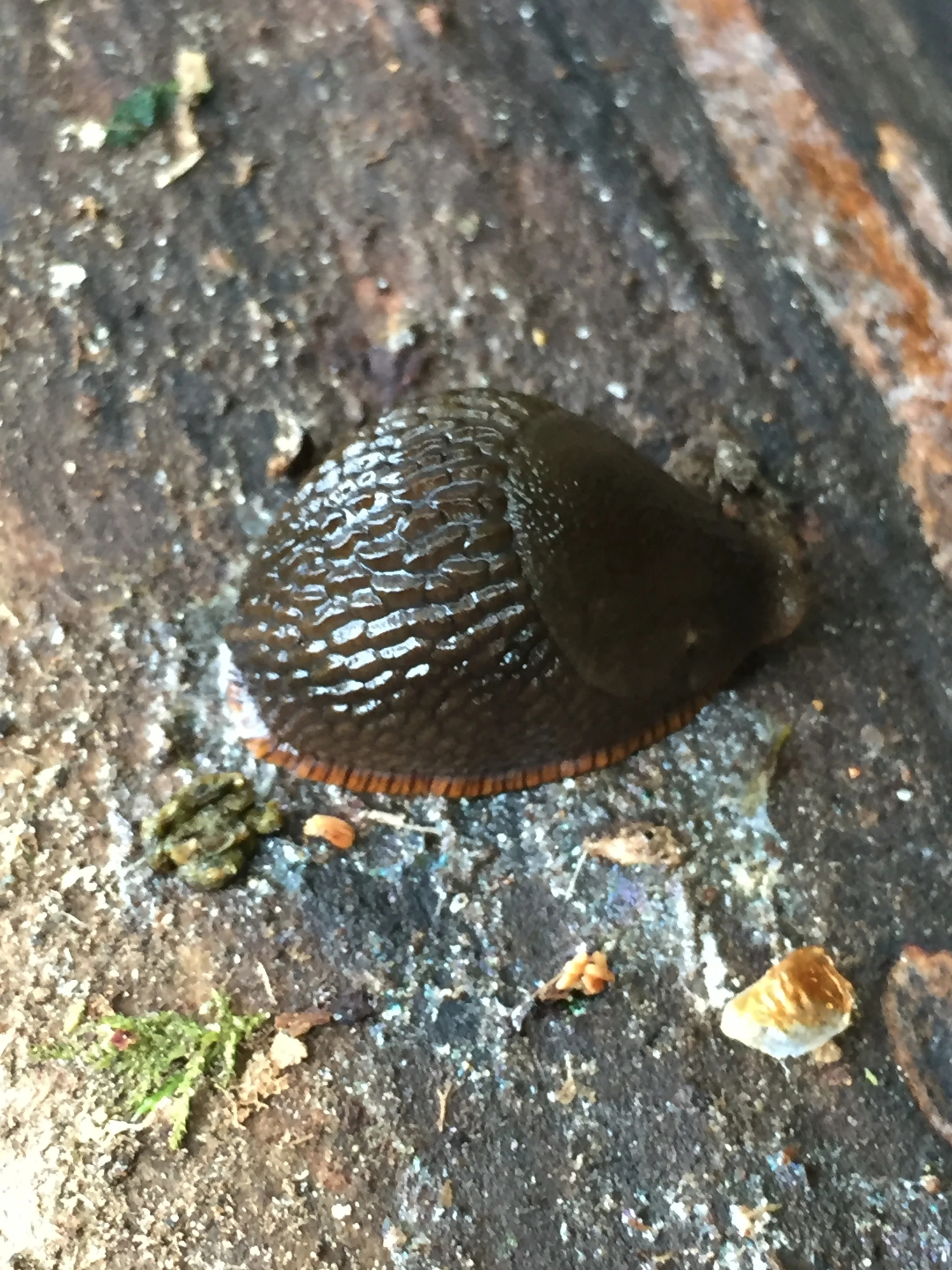 European red slug, Arion rufus, hunched-up in defensive position.