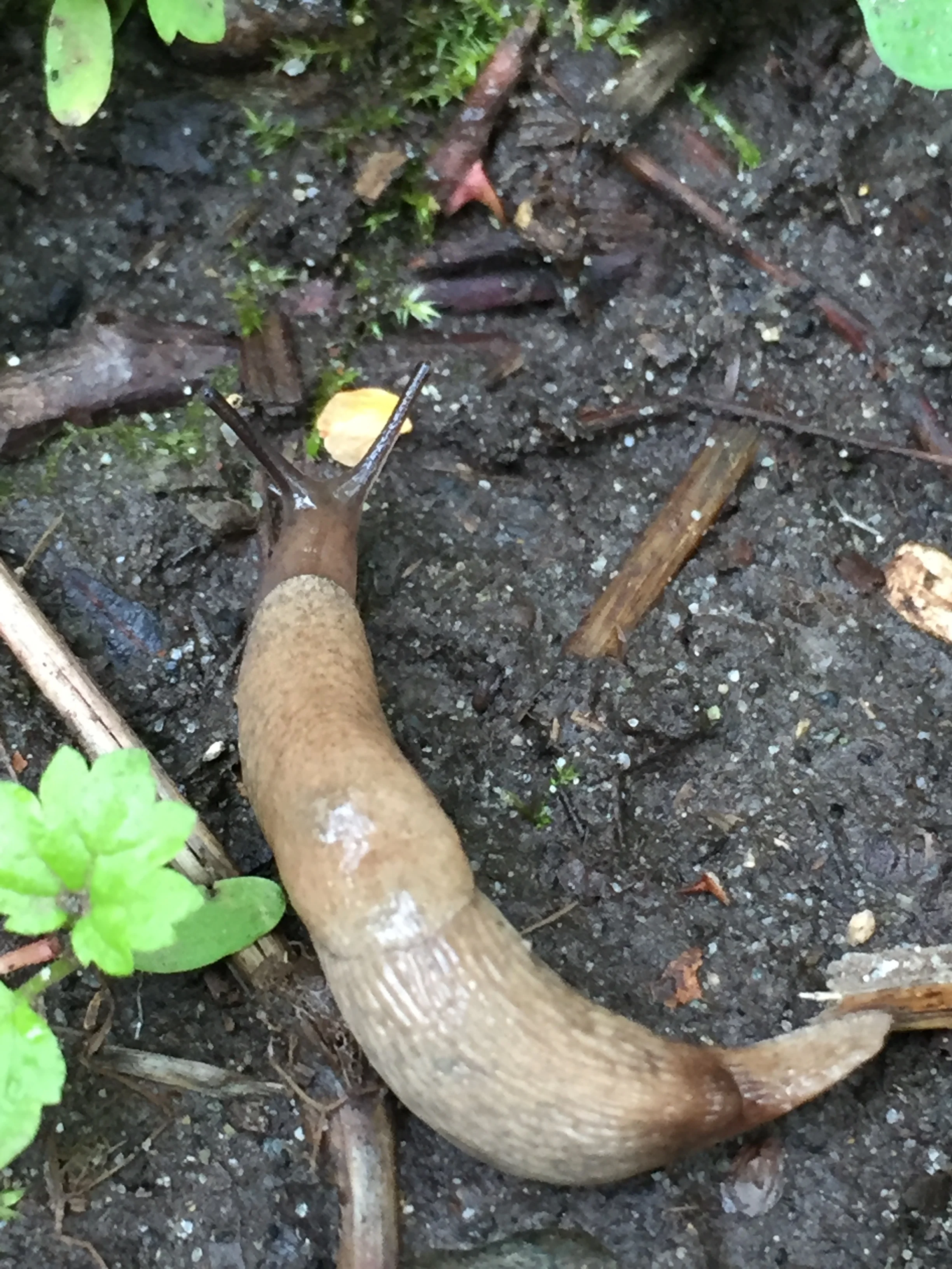 Gray fieldslug, Deroceras reticulatum - I think - in Discovery Park, Seattle