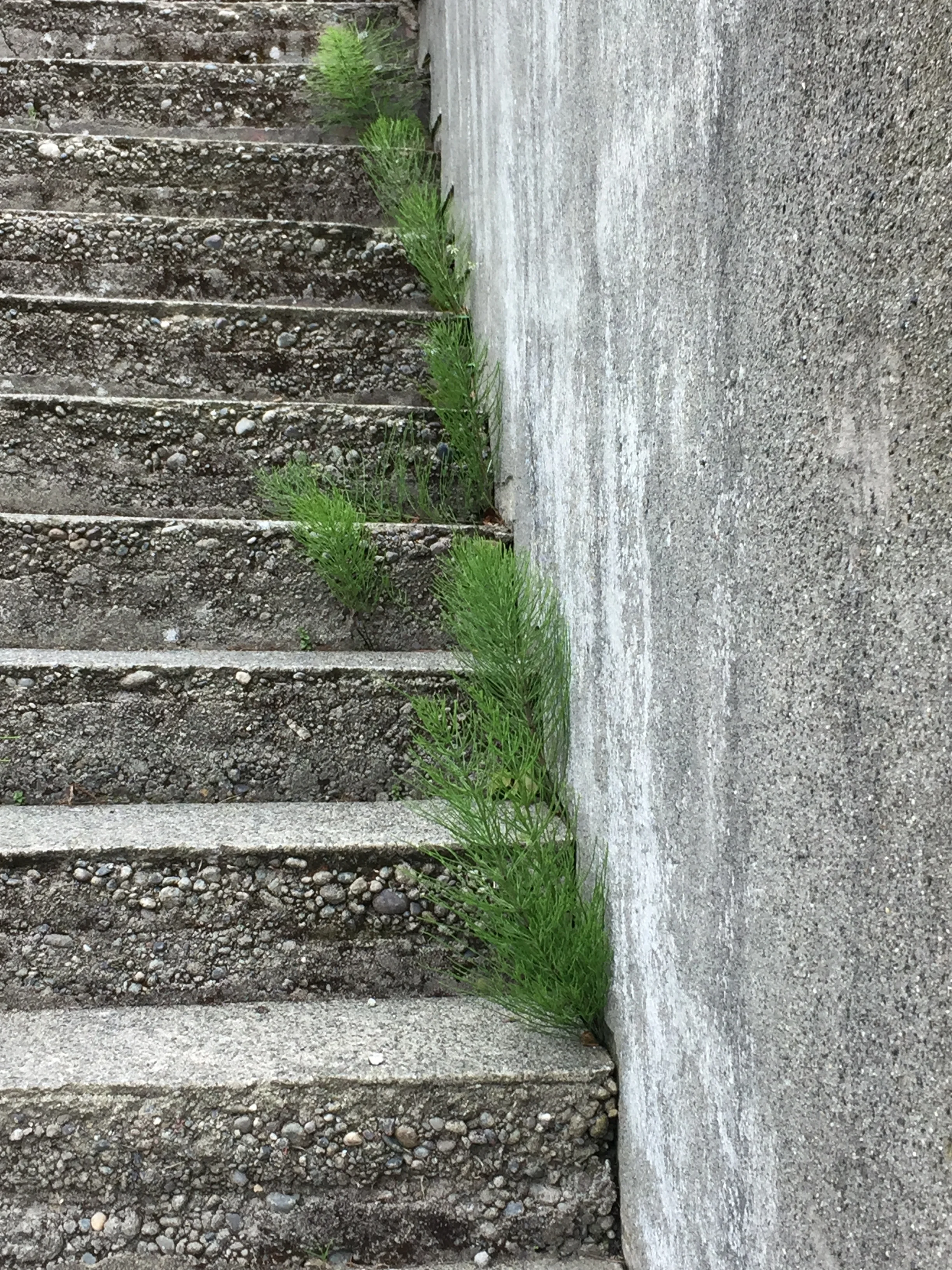 Horsetails (Equisetum arvense) climb steps up Queen Anne Hill in Seattle.