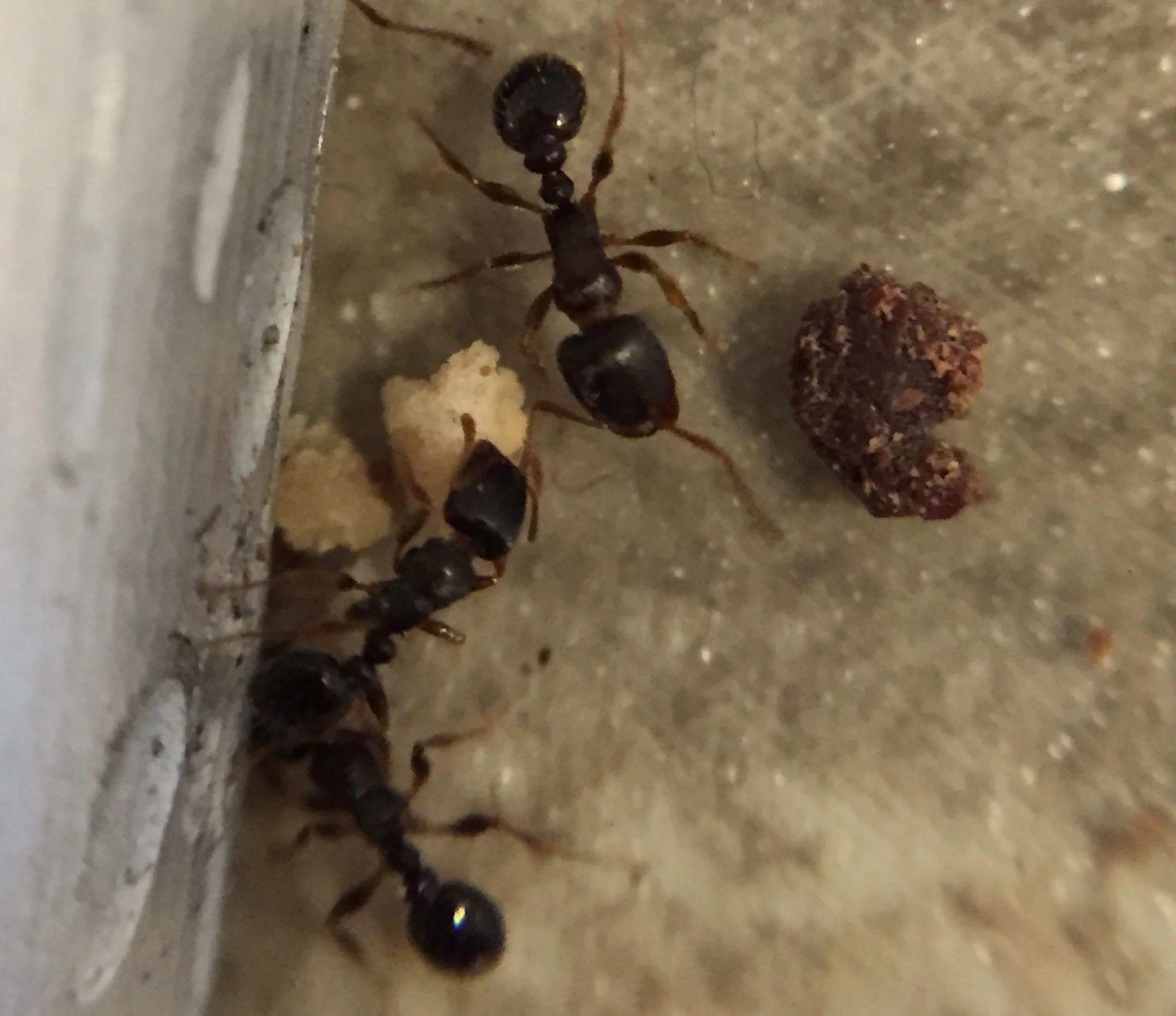 Pavement ants (Tetramorium caespitum) at entry site under carpet edging