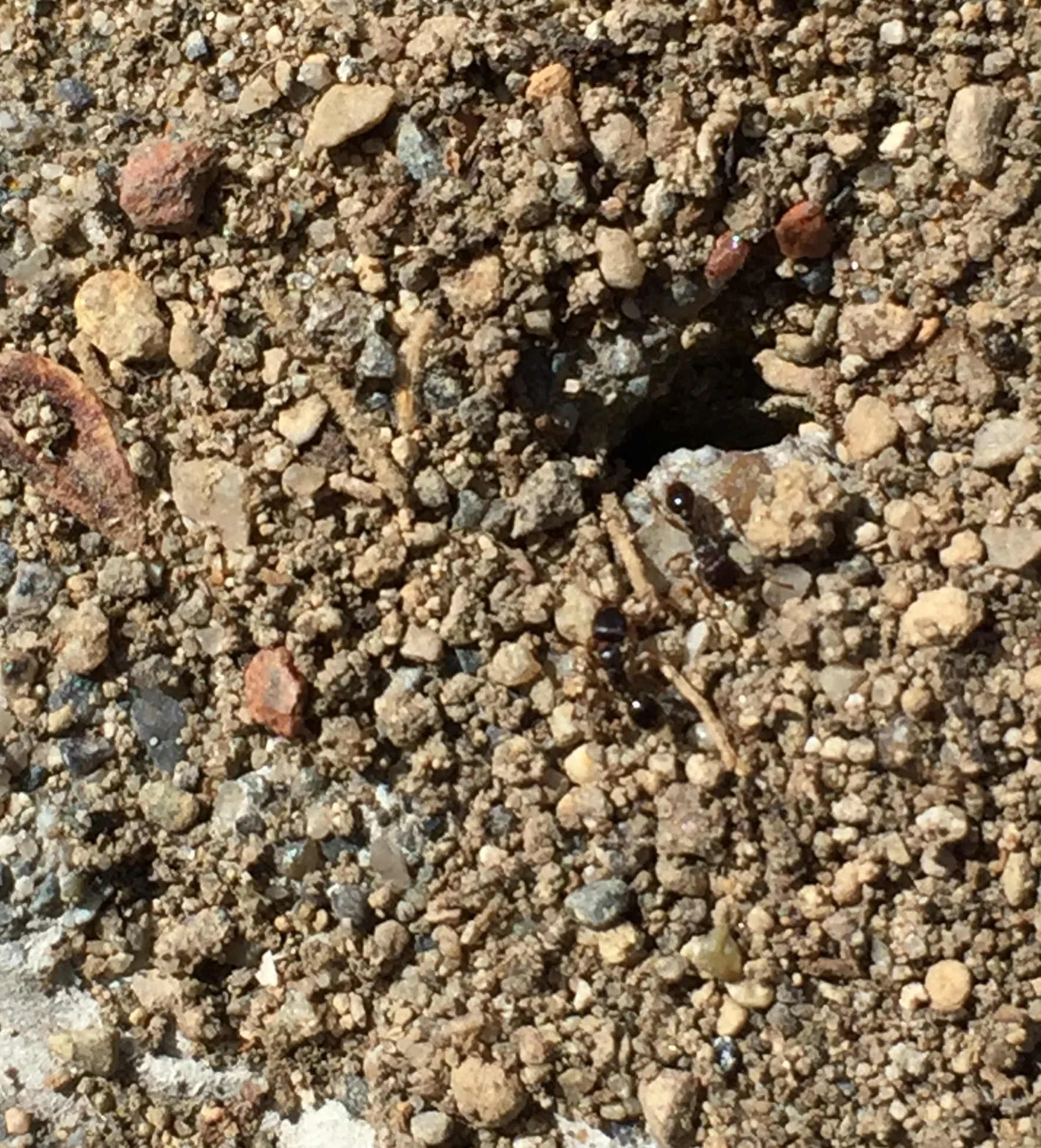 Pavement ants on their patio mound