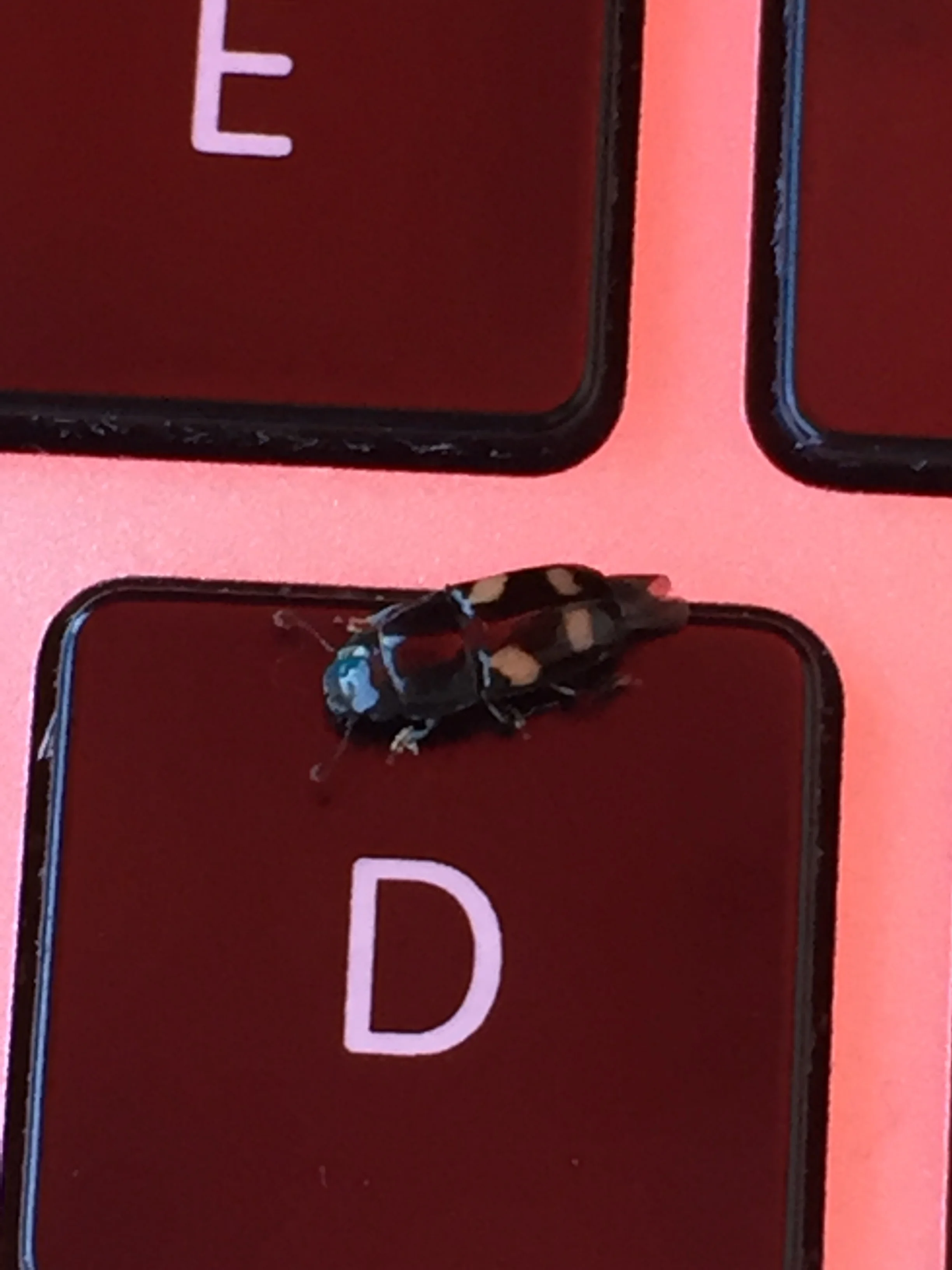 Picnic beetle on the D key