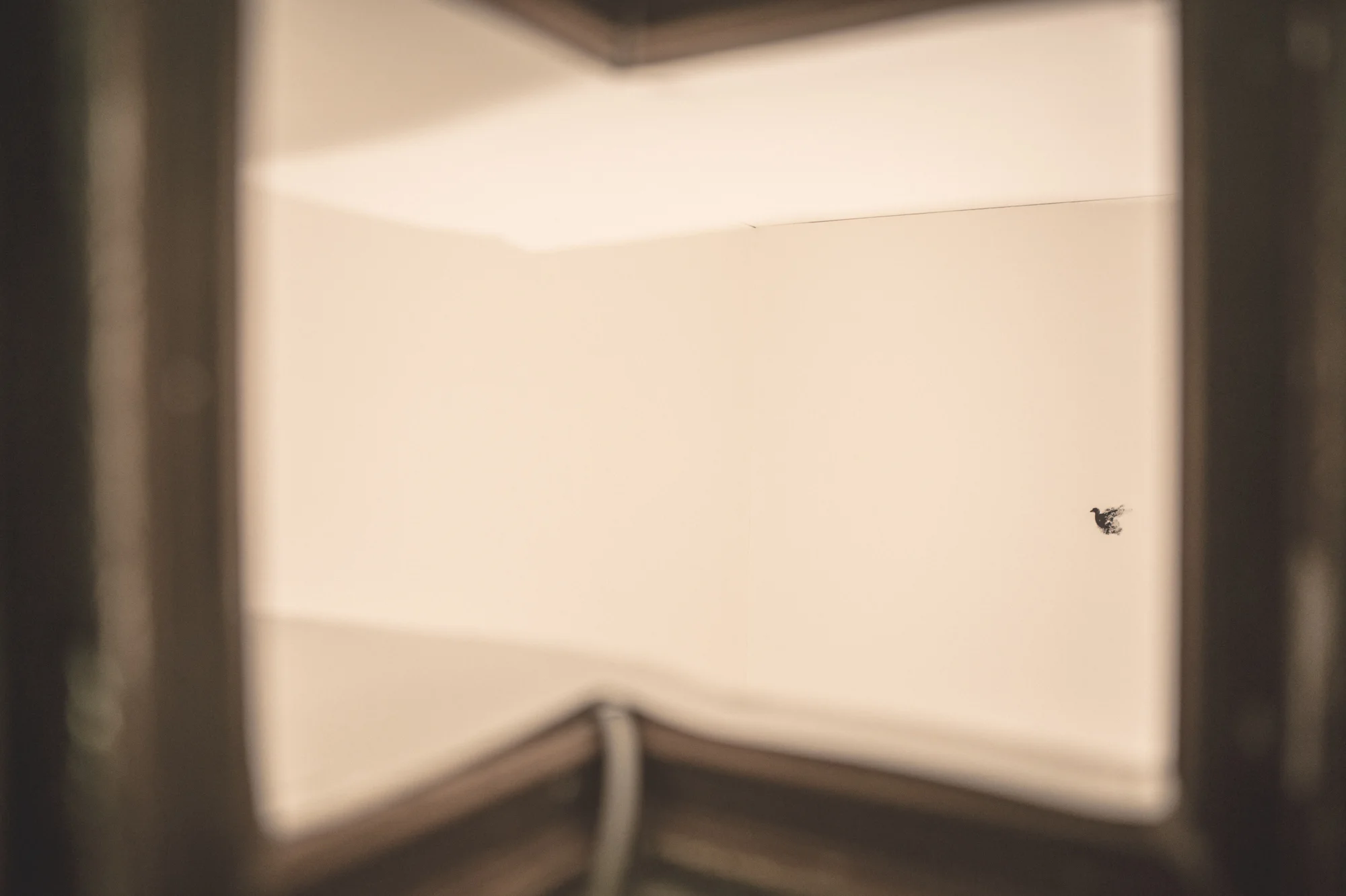 Black birds