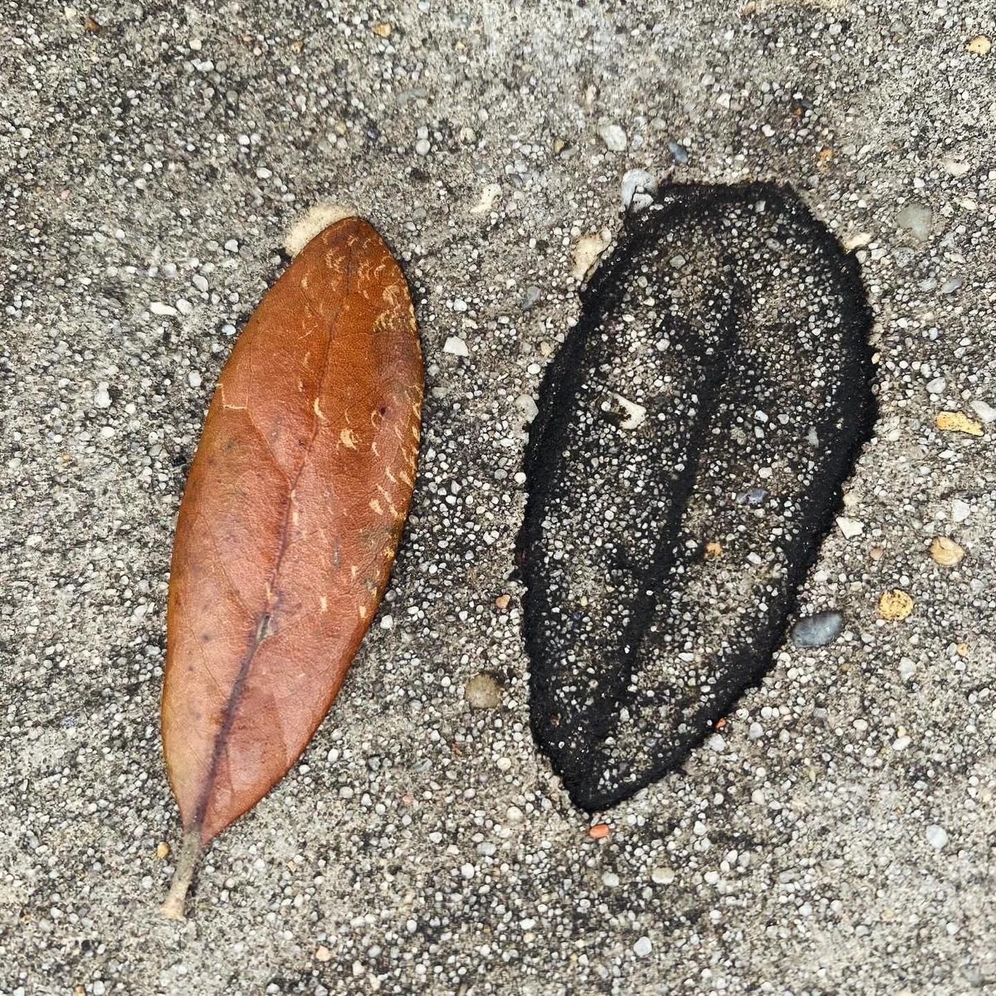 Merz Perspectives: Pasadena &amp; New Orleans 🎈
.
A few highlights from this mini-tour that kicked off our January!
.
- Evidence of @amyyangpiano &lsquo;s touch via 🍂&amp;🍌
- Pasadena&rsquo;s concert space 🥮
- Finally meeting our beloved accounta