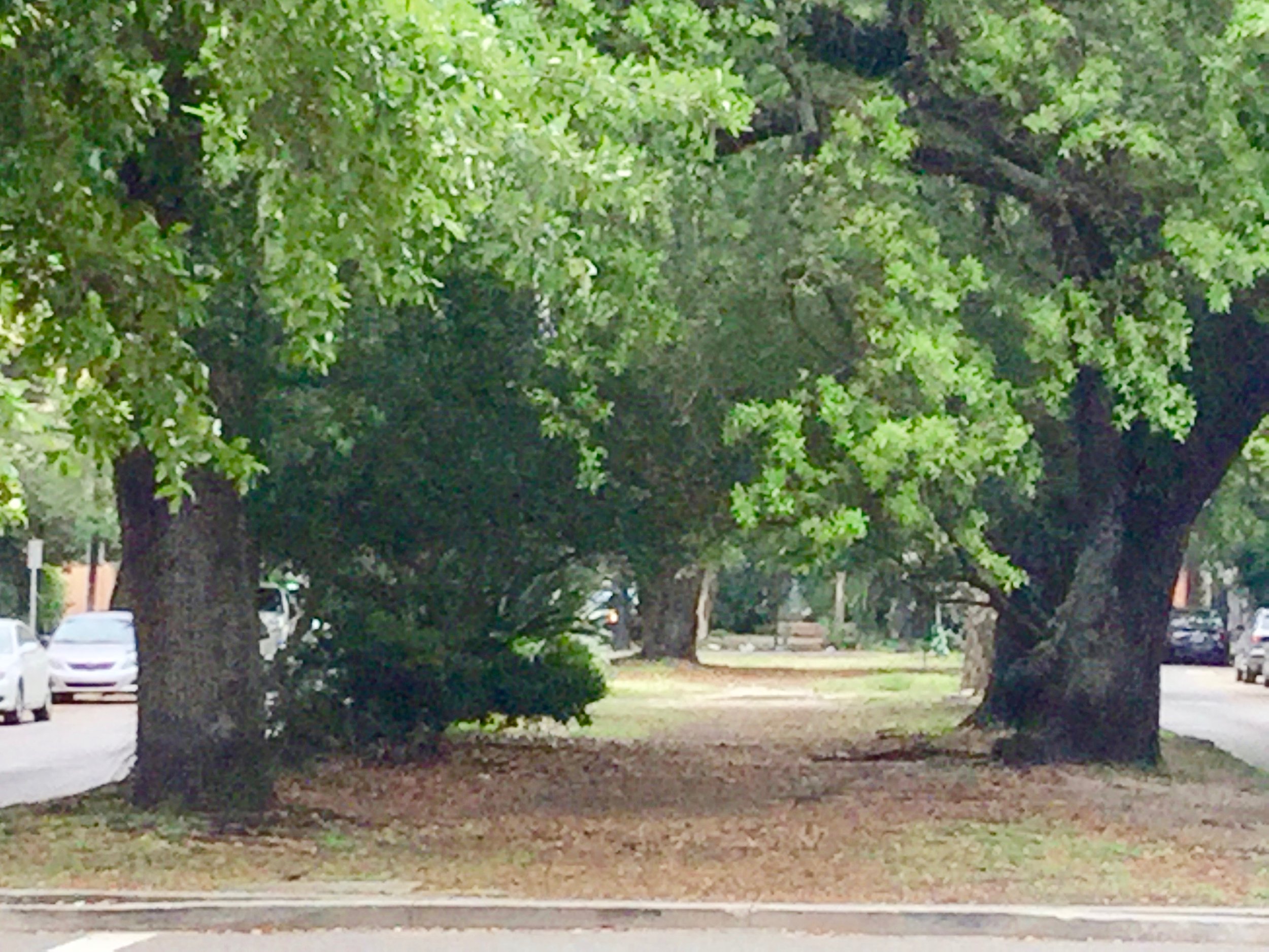 Part of the neutral ground on Esplanade Avenue in New Orleans, LA.