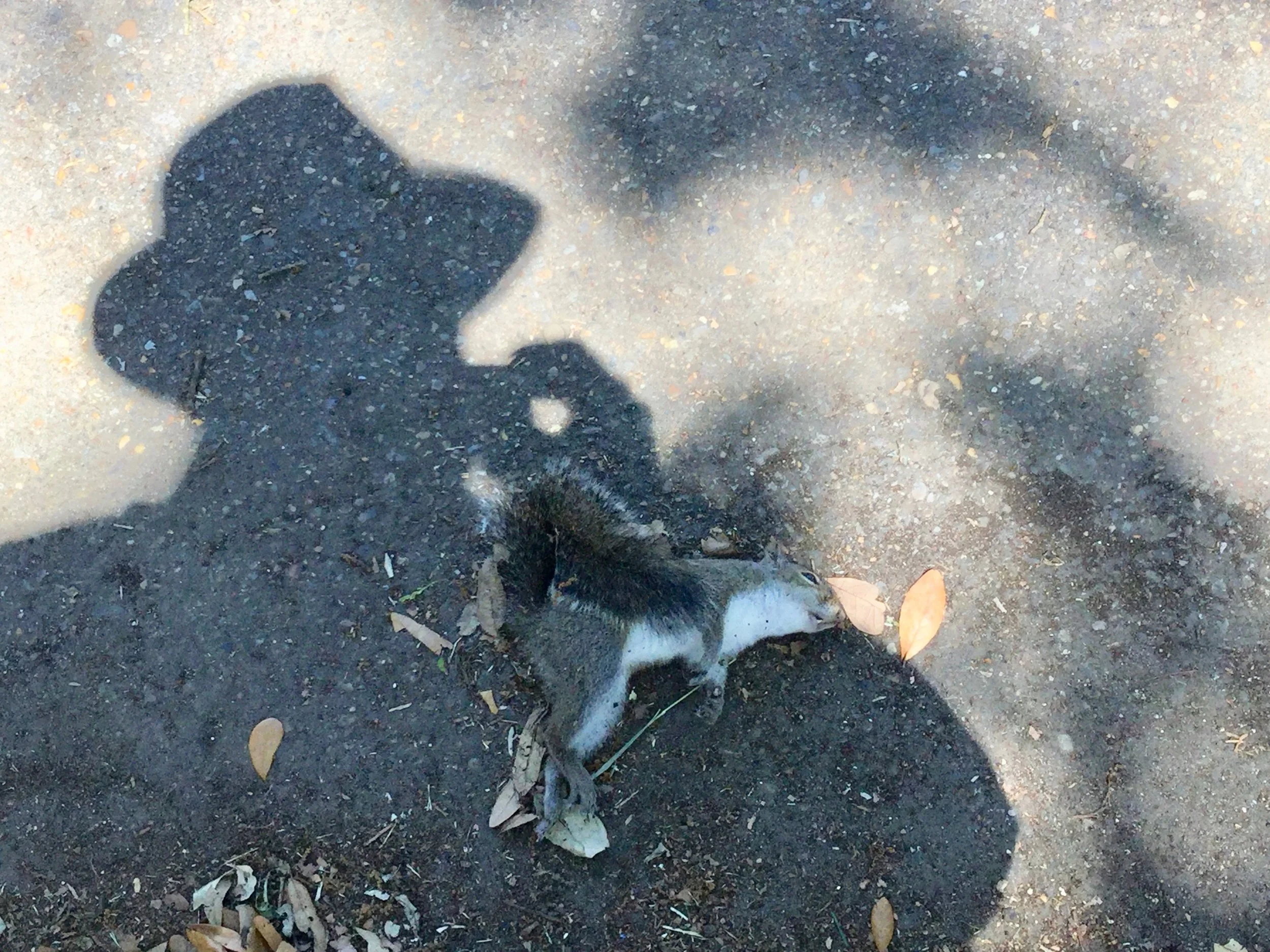 Newspaper photographer on his beat capturing a dead squirrel obituary on Esplanade Avenue, New Orleans, LA.
