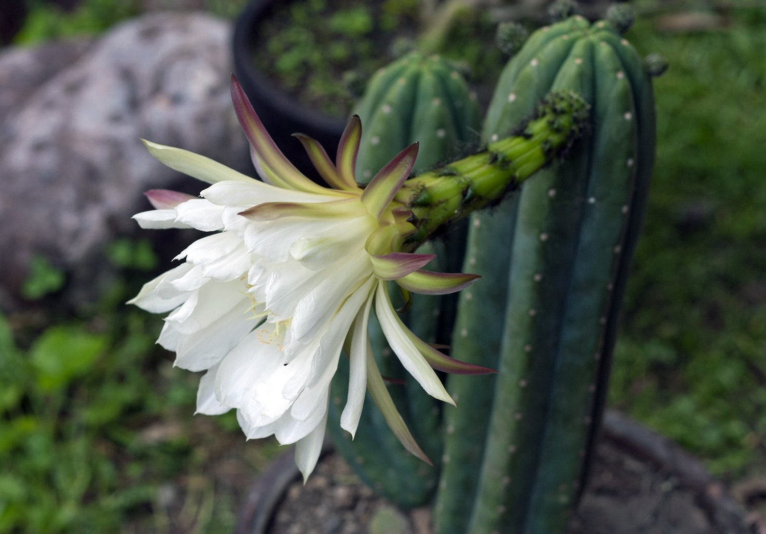 talking cactus toy price Wiggling Talking Cactus, Christmas Cactus