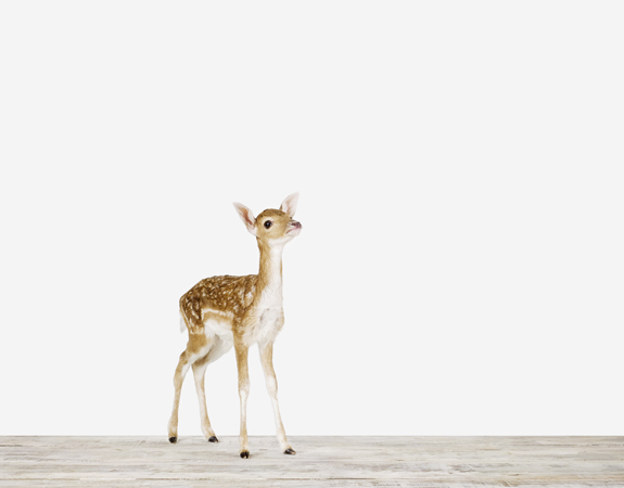 ©Sharon-Montrose_baby-Deer_Animal-Photographer-195.jpg