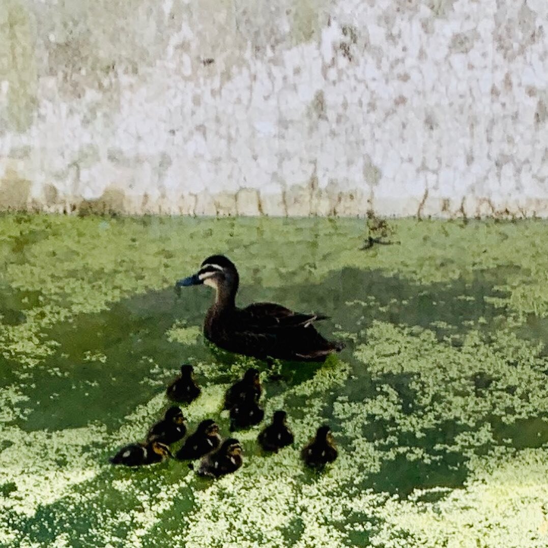 Mumma duck and her chicks have had a nice time enjoying the private space of this  old pool at the Swanbourne project 🦆. #quackquack #mummaduck #mountainduck #poolrenovationsperth #poolrenovation #pooldesigns #pooltime #intimeforsummer #renovationsp