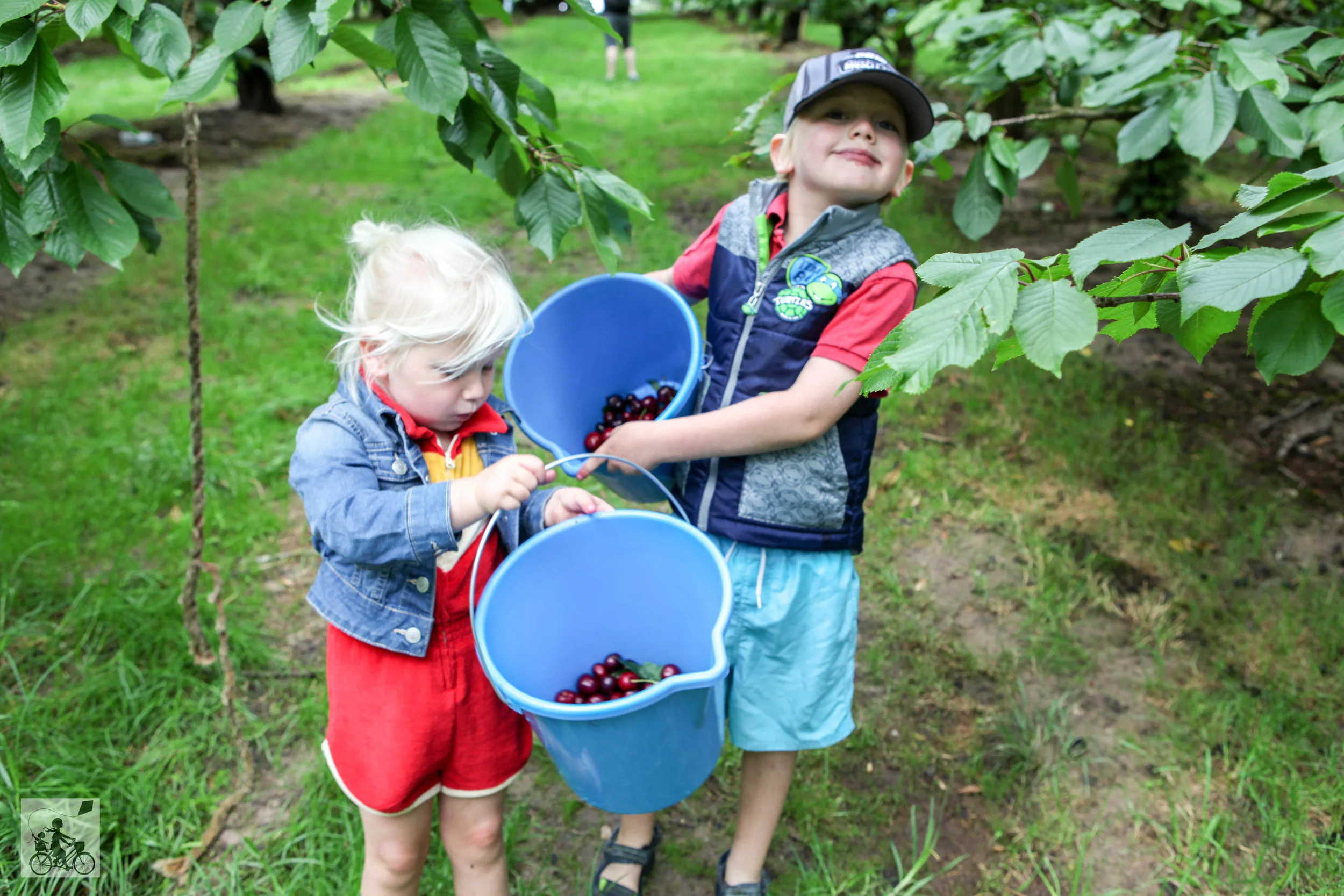Ripe n Ready Cherry Farm, Red Hill — mamma knows south