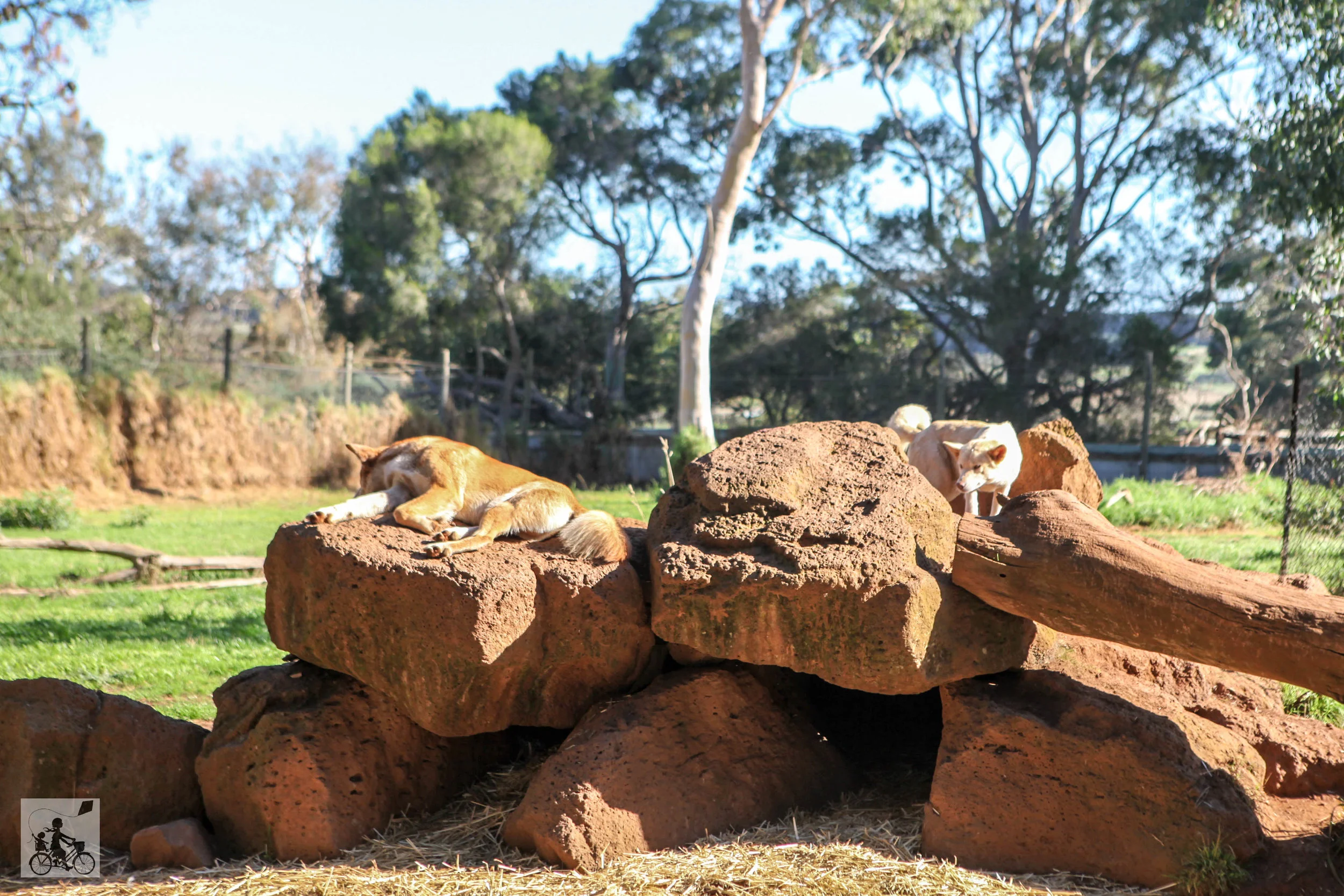 Phillip Island Wildlife Park Cowes Mamma Knows South phillip-island-wildlife-park-cowes-mamma-knows-south