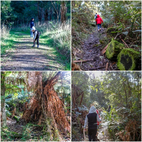 endeavour fern gully rainforest walk