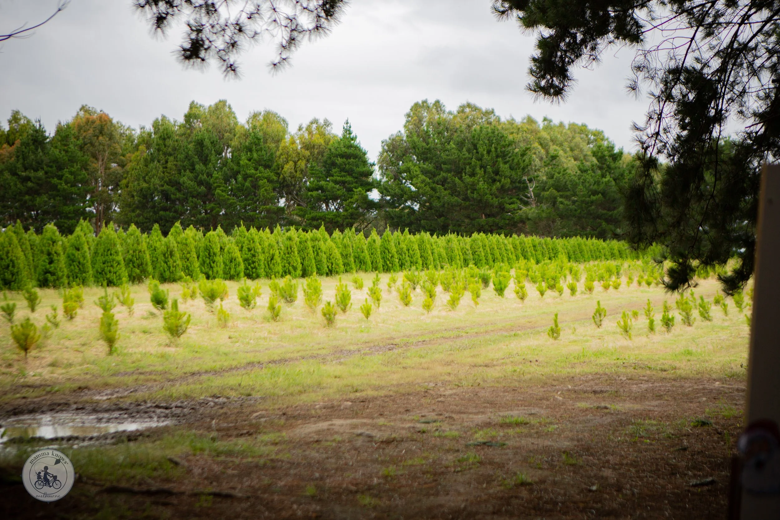 The Christmas Tree Farm, Moorooduc — mamma knows south