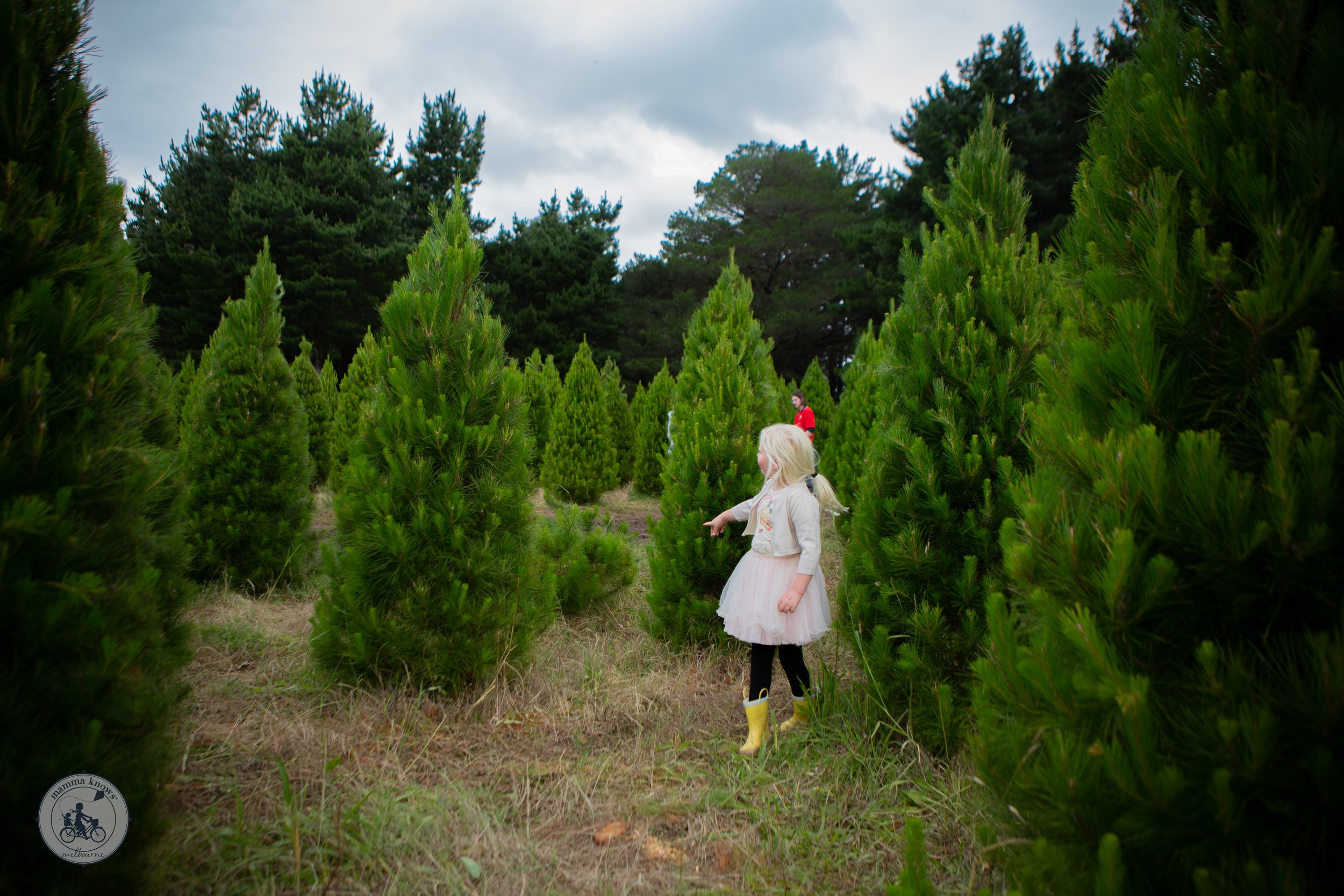 The Christmas Tree Farm - Mamma Knows South Copyright (47 of 88).jpg