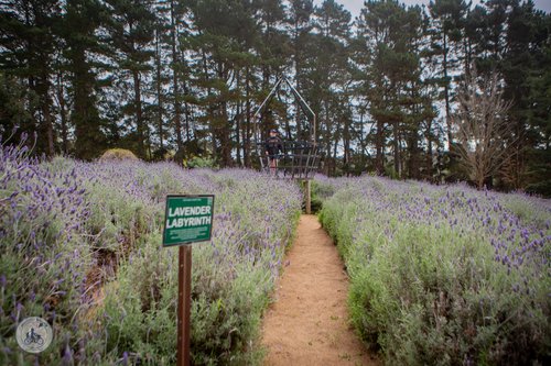 ashcombe maze and lavender gardens