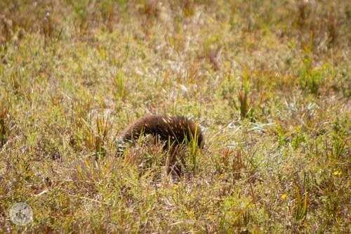 discover french island, 4wd naturaliste tours