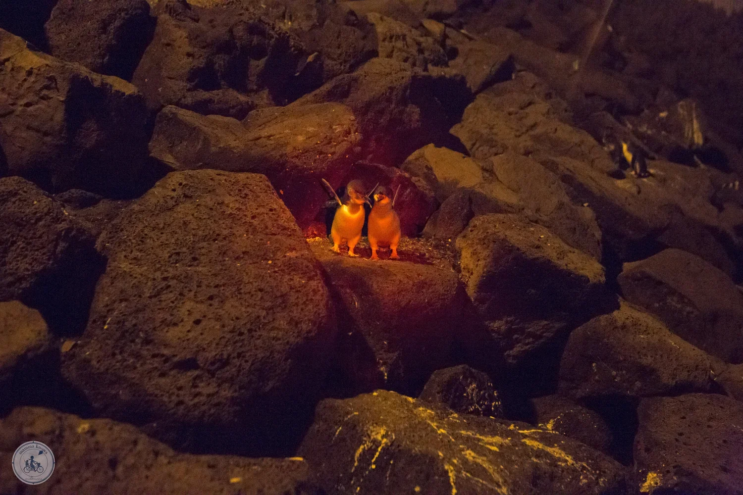 Little Penguins, St kilda