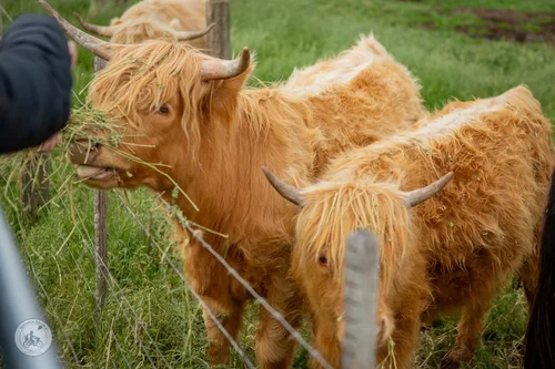 highland cattle experience @ churchill island