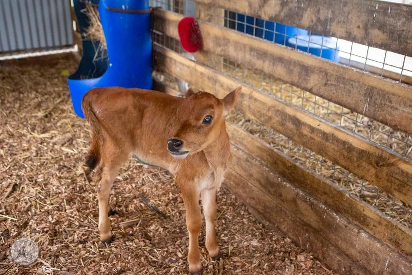 copyright Mamma Knows South - Caldermeade Farm revisit (6 of 65).jpg