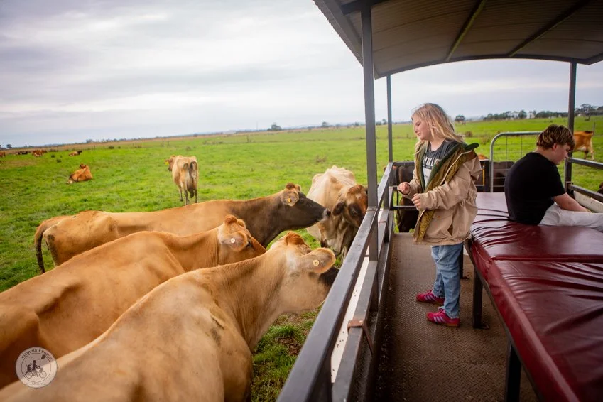 Experience farm life at Caldermeade Farm, Caldermeade — mamma knows south