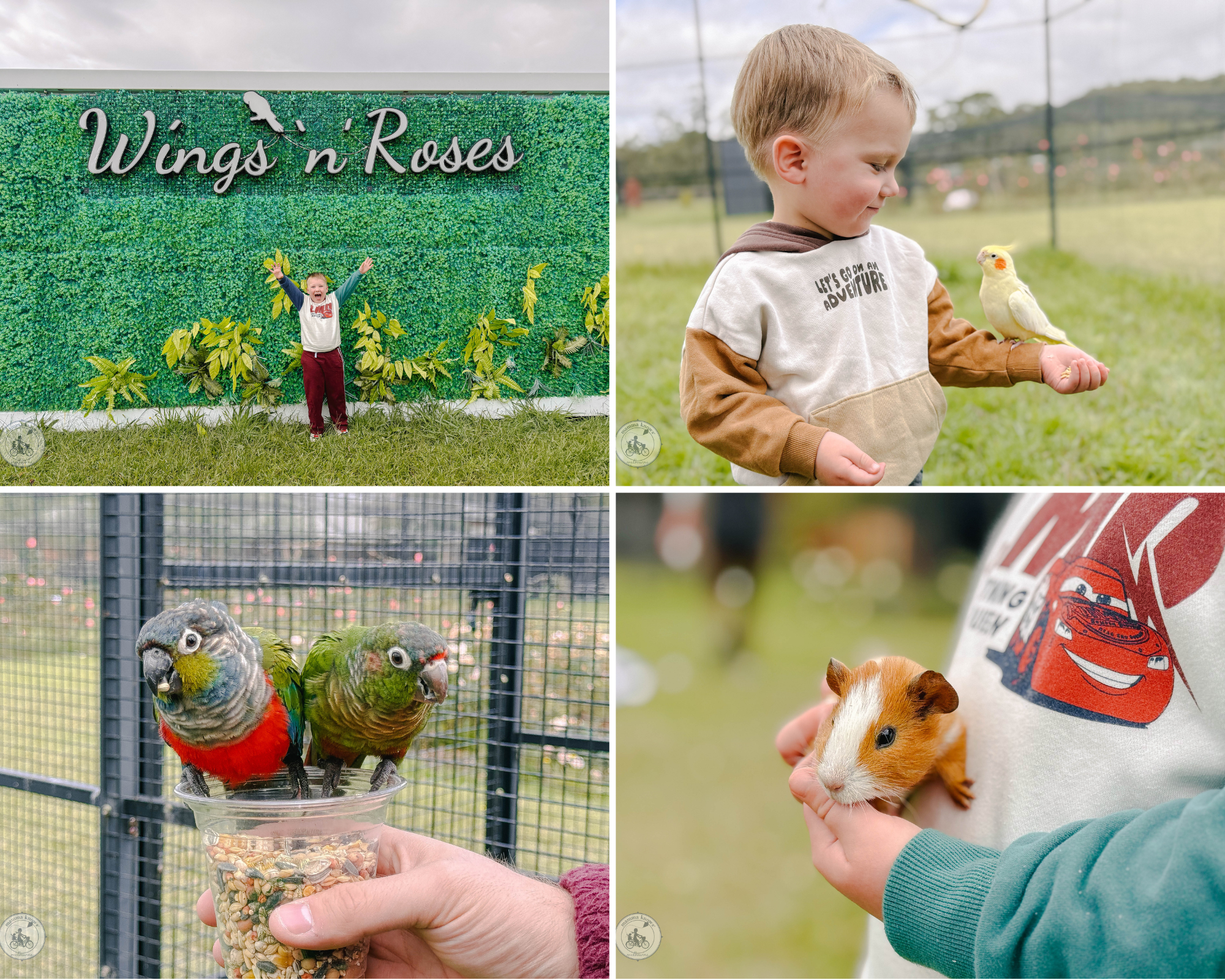 wings ‘n’ roses, pakenham