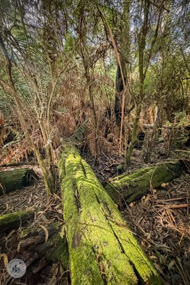 copyright Mamma Knows South Endeavour Fern Gully Rainforest Walk 2, Red Hill (14 of 33).jpg